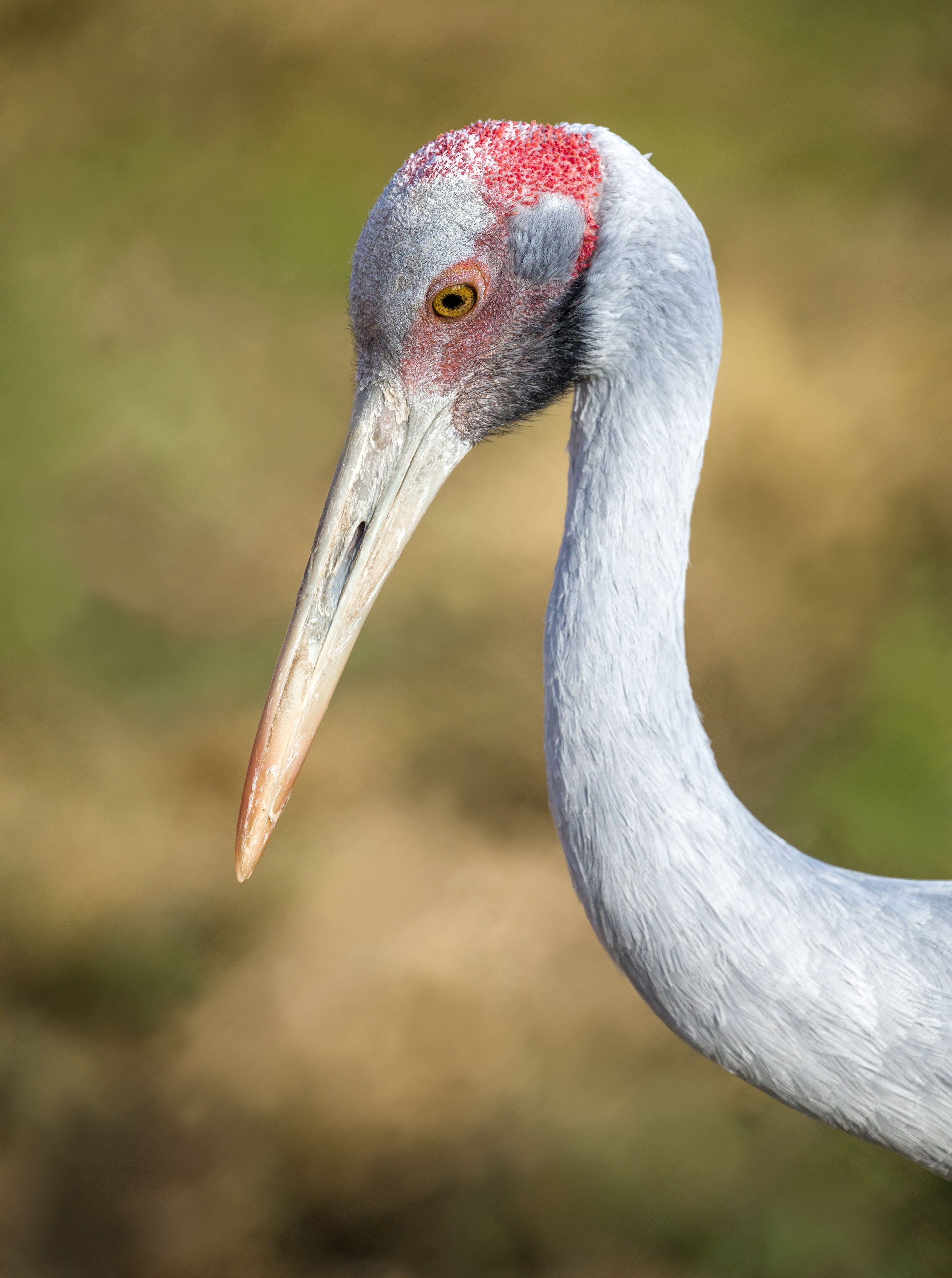 【中古】世界ツル大鑑 15の鳥の物語 World's Cranes 世界ツル大鑑 15の鳥の物語 | 山と溪谷社