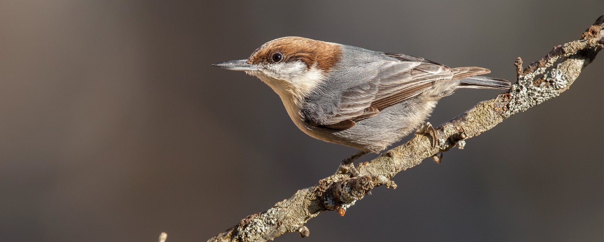 Brown-headed Nuthatch. Foto: Photo: Matthew Cuda/Alamy Brown-headed Nuthatch. Photo: Matthew Cuda/Alamy