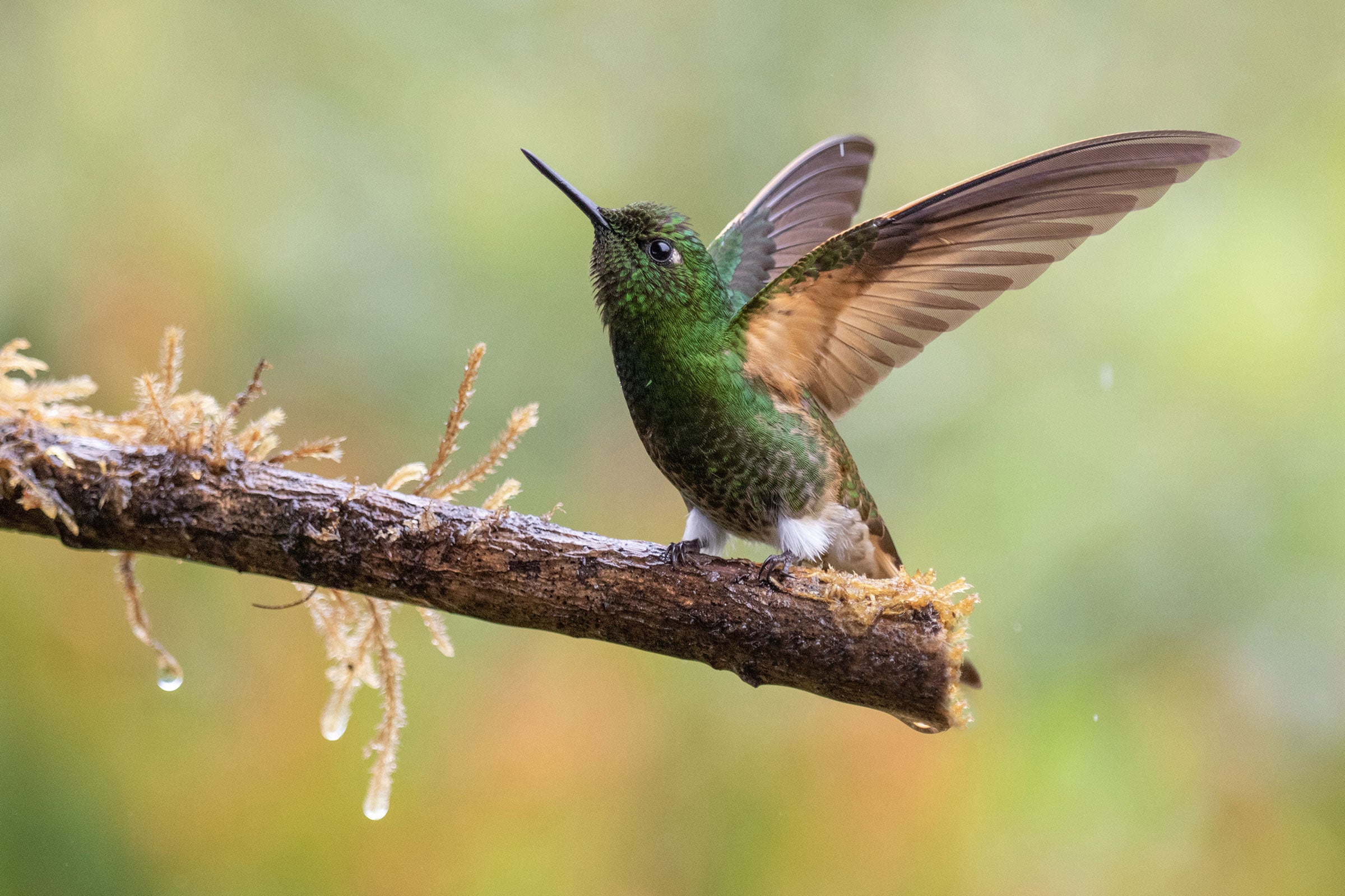 An emerald green bird with a spearlike beak extends its clay colored wings behind it, toward the end of the tree limb its perched on.
