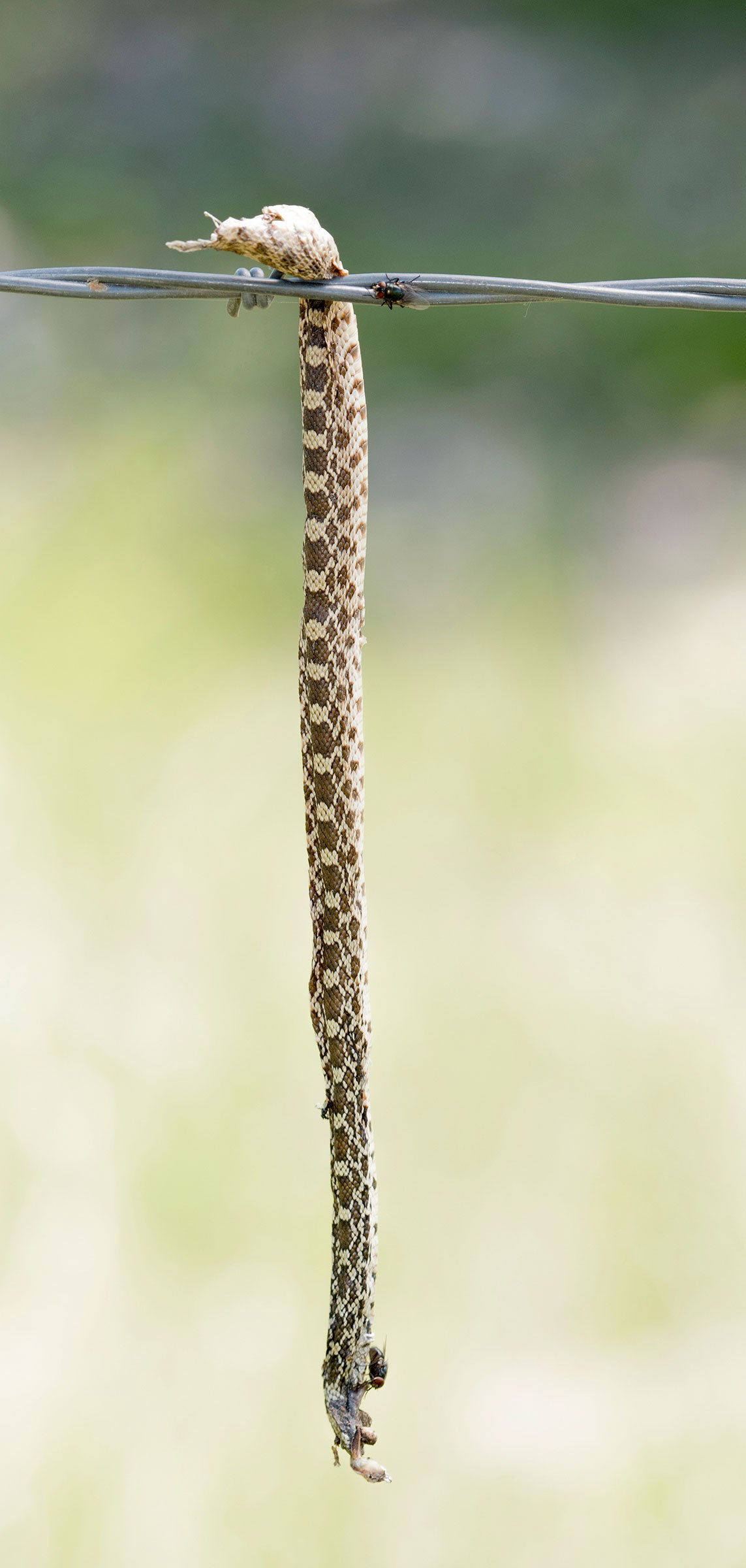 Bull snake. Rachel Hopper