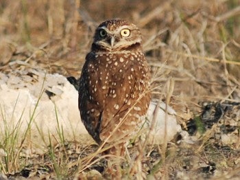 Burrowing Owl - David J. Ringer/̽����ѡ