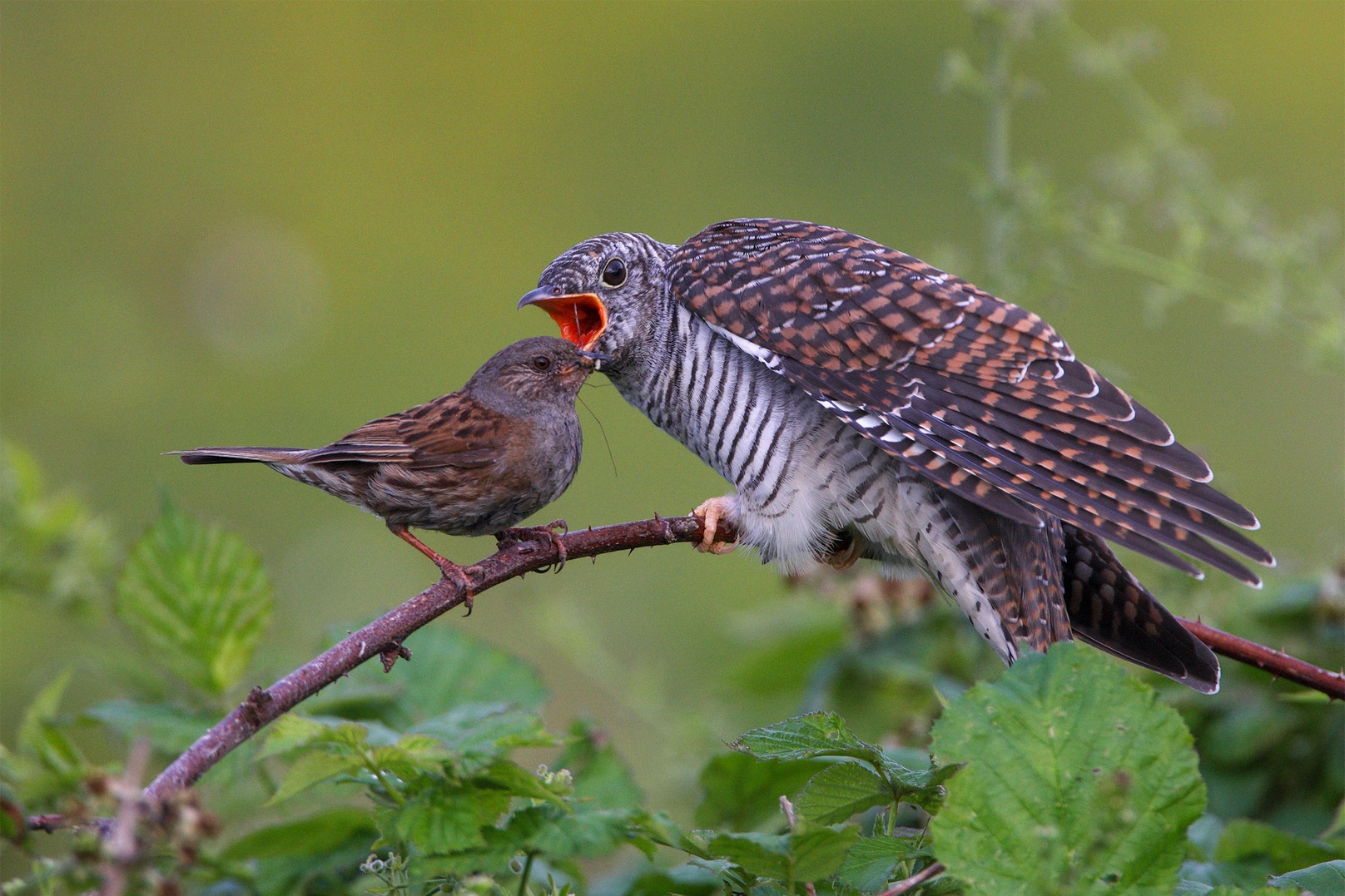 Avian Brood Parasites Are About To Have Their Adaptability Tested Audubon avian-brood-parasites-are-about-to-have-their-adaptability-tested-audubon