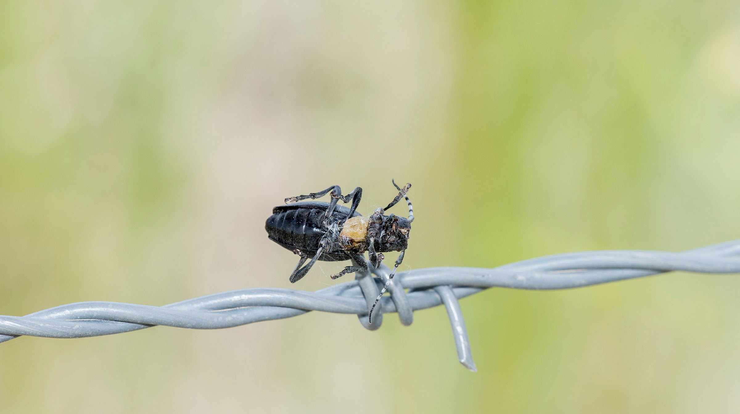 Cactus borer. Rachel Hopper