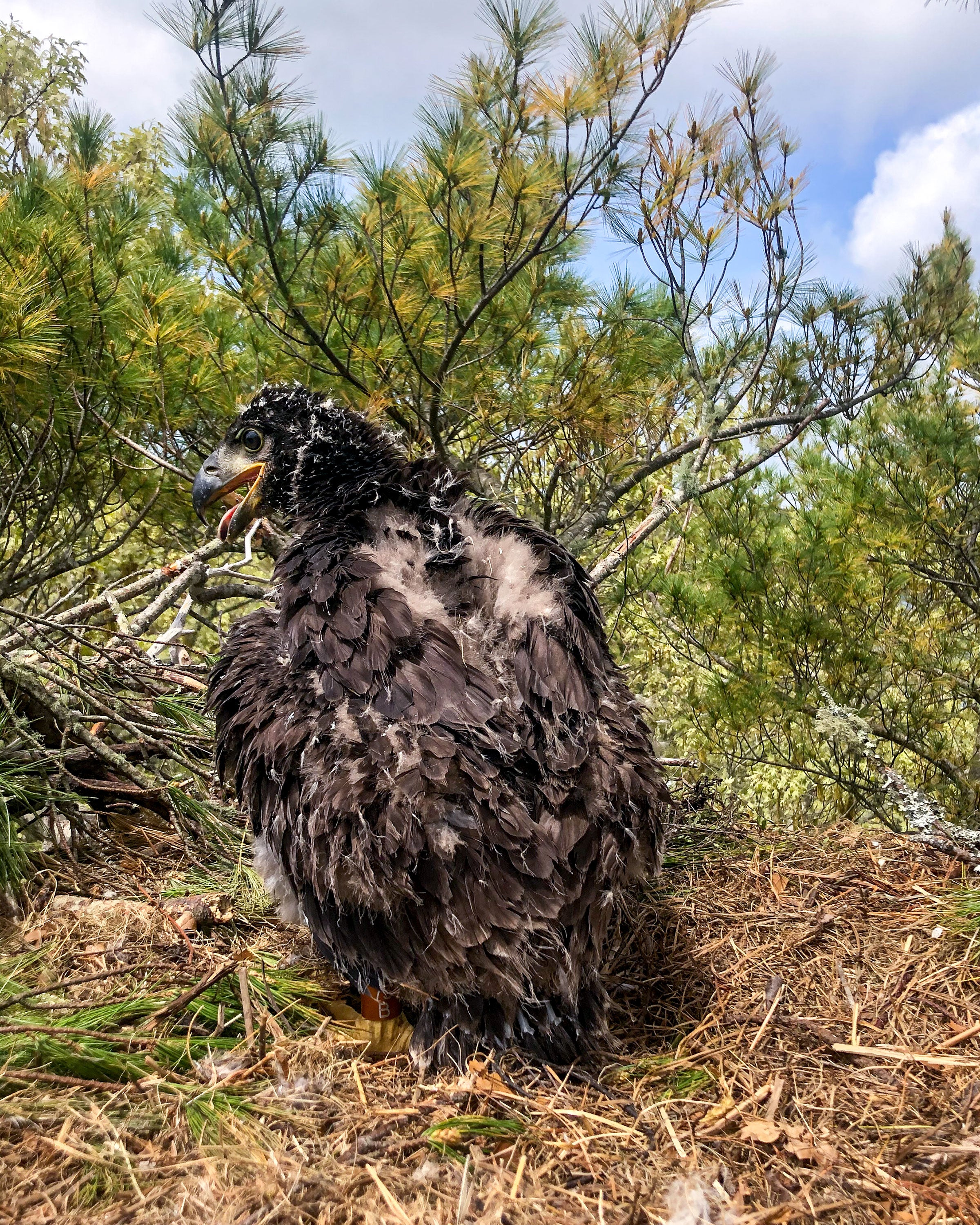 Bald Eagle chick in nest on Cape Cod, May 2020. Mass Wildlife