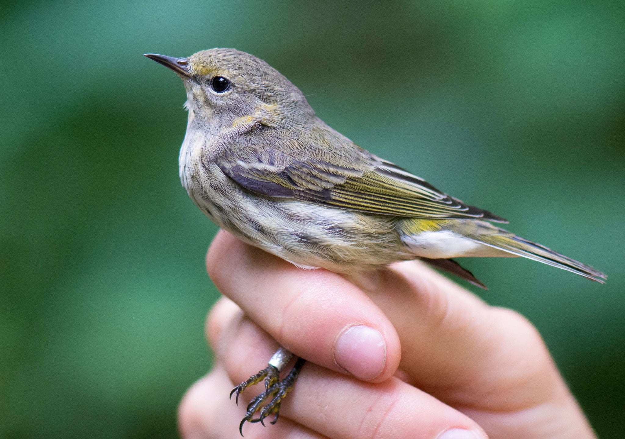 A gray and yellow bird, a Cape May Warbler, rests in a scientist's hand. A small metal band is visible on one of the bird's legs.