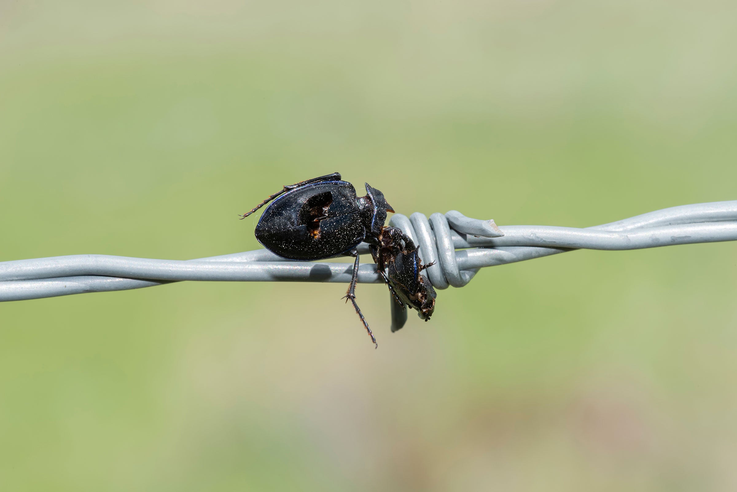 Carabid ground beetle. Rachel Hopper