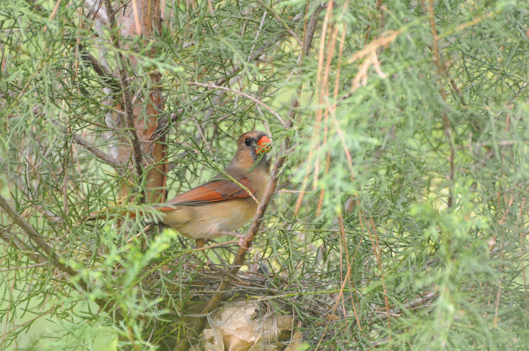 Cardinal Predators Northern Cardinal | Audubon