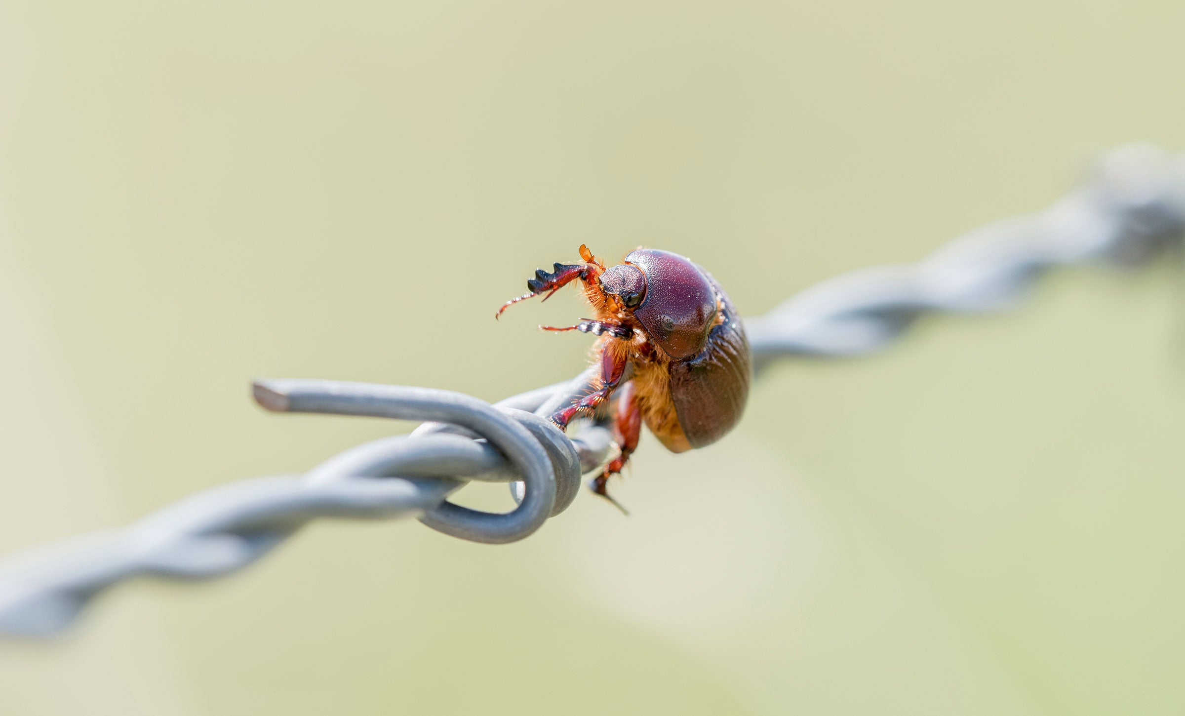 Carrot beetle. Rachel Hopper