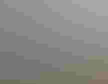 Christmas Bird Count 2015, Central Park, NYC. Camilla Cerea/探花精选