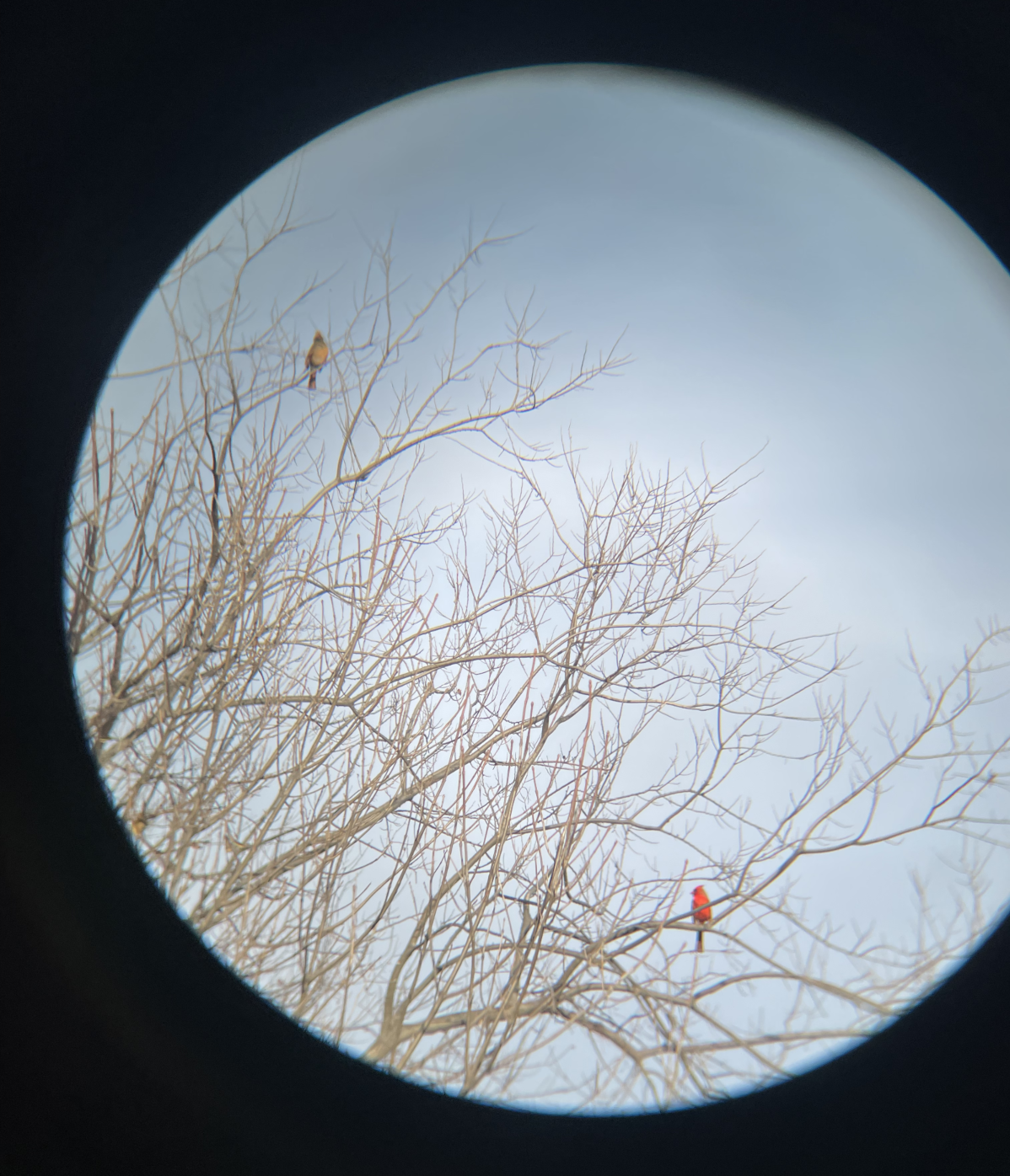 A female Northern Cardinal (top) and a male Northern Cardinal (bottom) cling to branches, photographed through binoculars 