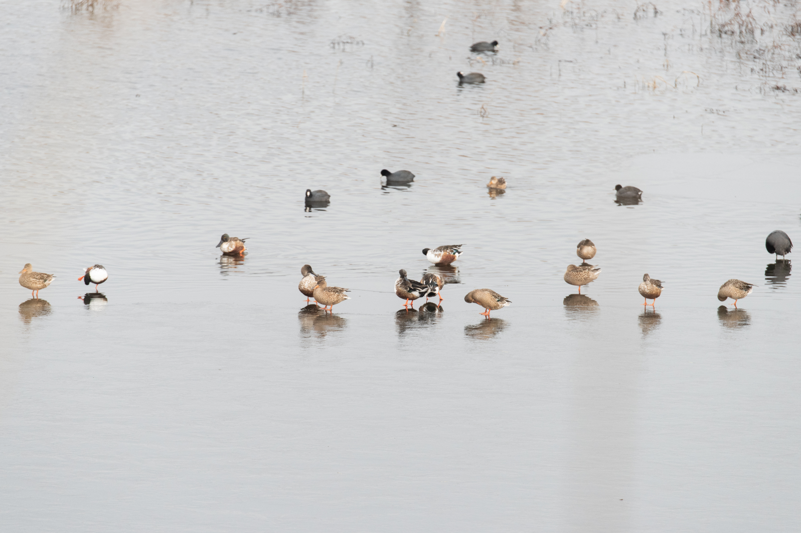 A variety of ducks stand on a thin sheet of ice that covers the water, while other ducks swim in the background