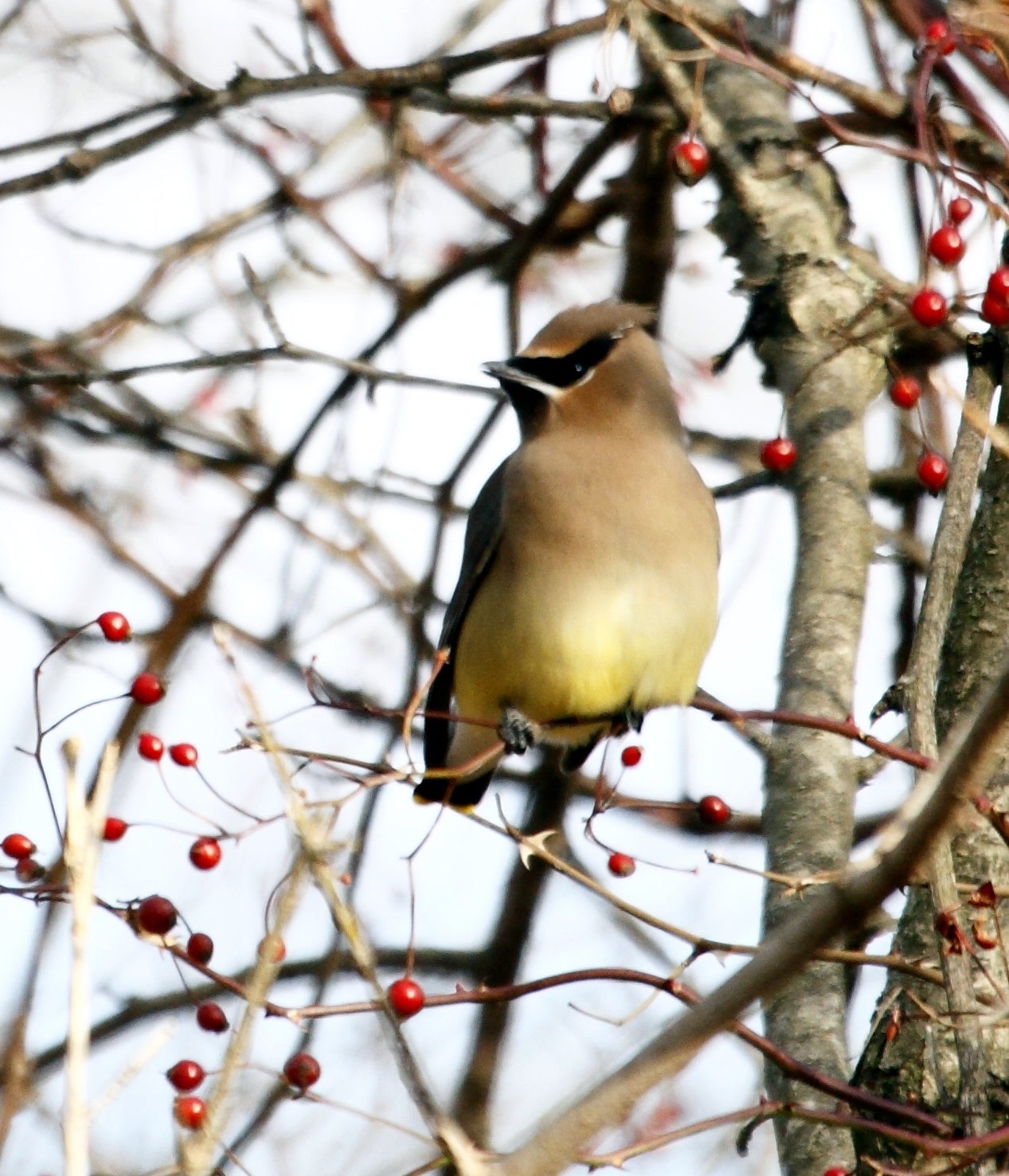 Audubon to Expand Famous Christmas Bird Count Audubon
