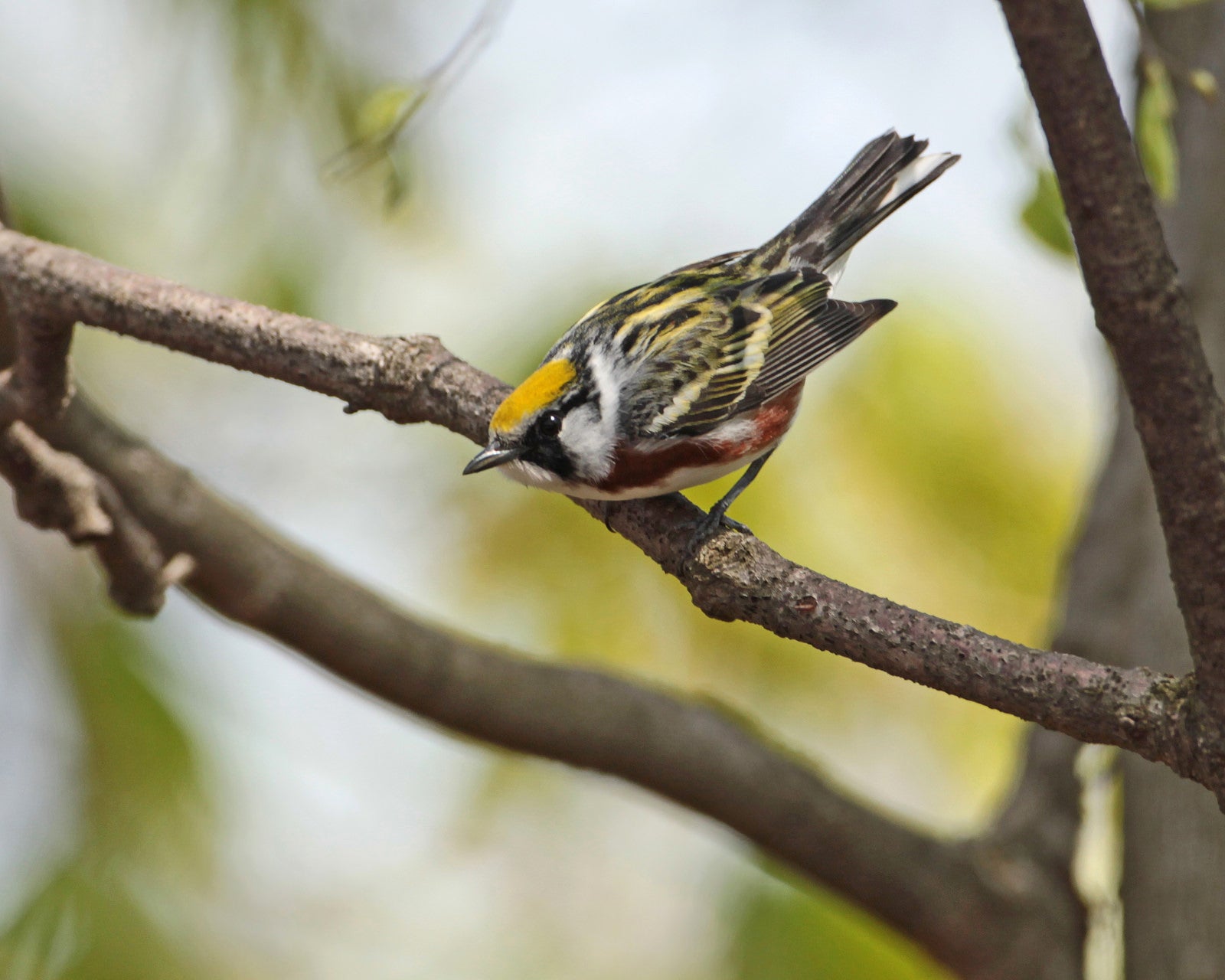 Chestnut-sided Warbler | Matt Tillett/USFWS