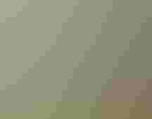 Chestnut-sided Warbler | Matt Tillett/USFWS