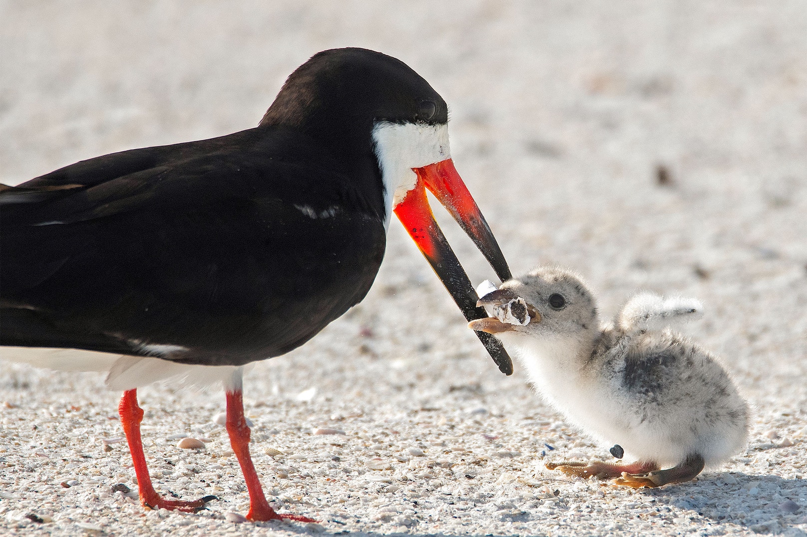 bird cigarette Disturbing Photo Shows a Black Skimmer Feeding a Cigarette Butt to Its Chick bird cigarette Disturbing Photo Shows a Black Skimmer Feeding a Cigarette Butt to Its Chick