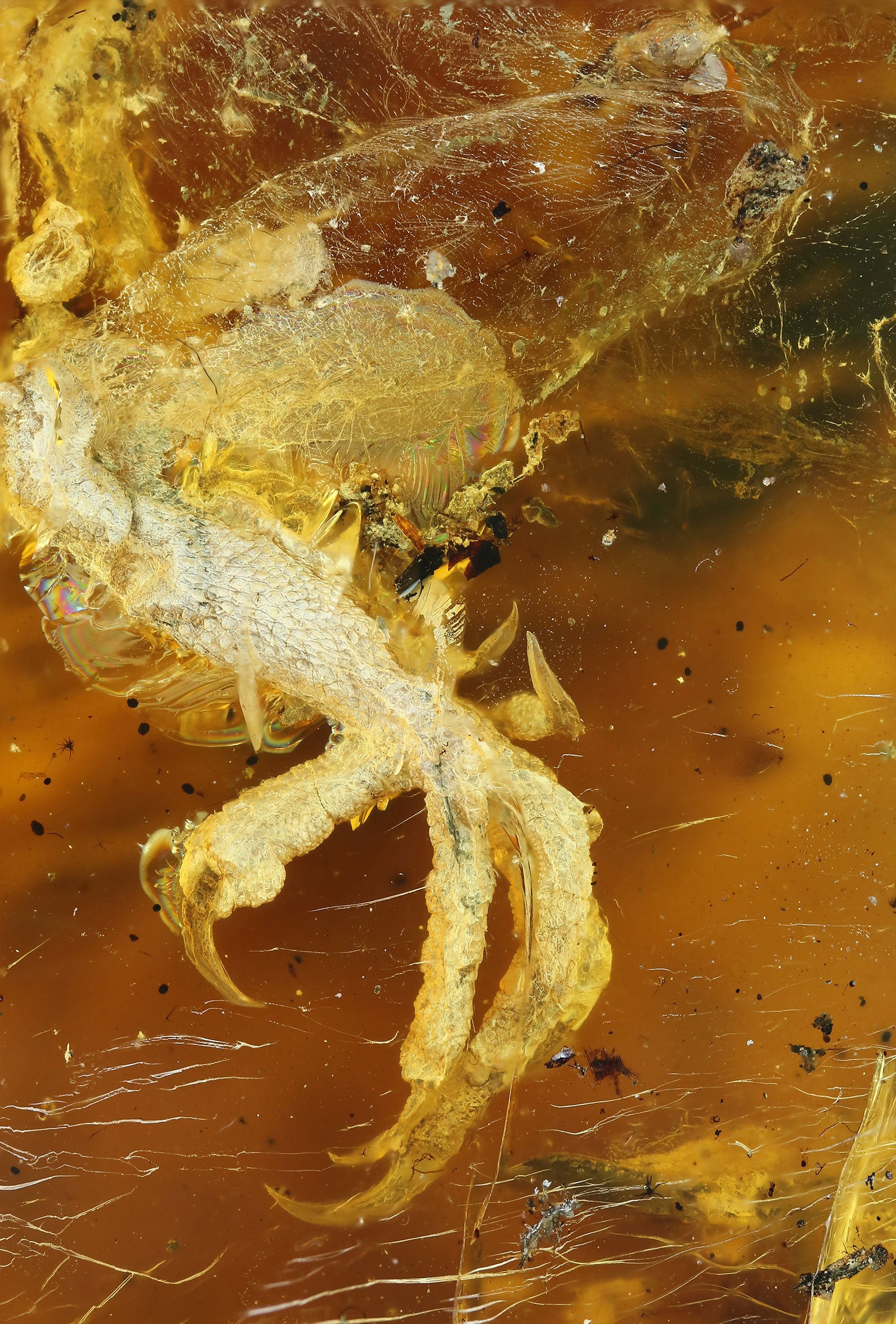 The baby bird's foot and shin were preserved so well that translucent skin can be seen above the ankle region. Ming Bai/Chinese Academy of Sciences