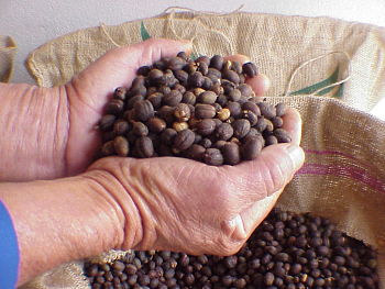 Coffee beans in hand