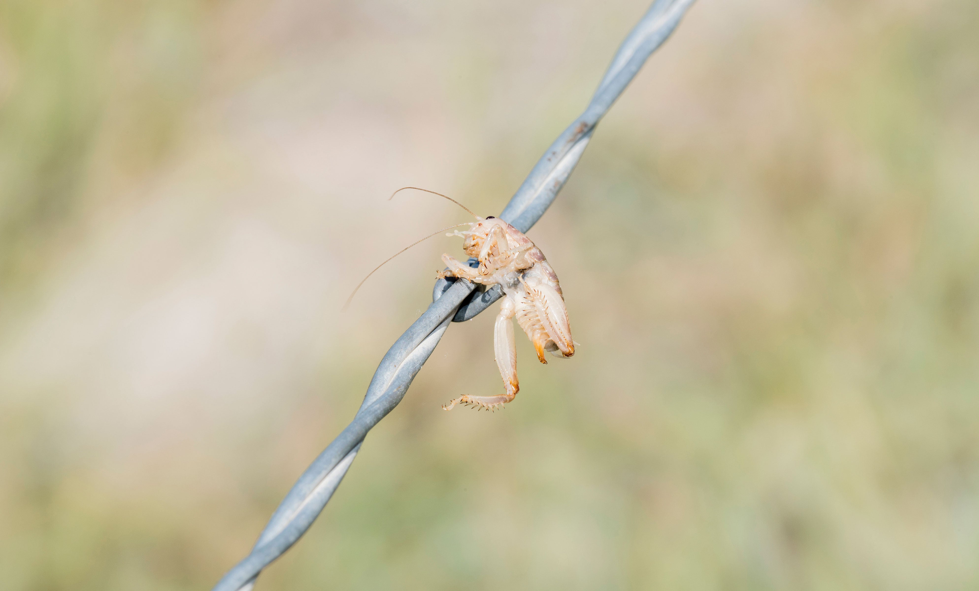 Colorado sand treader cricket. Rachel Hopper