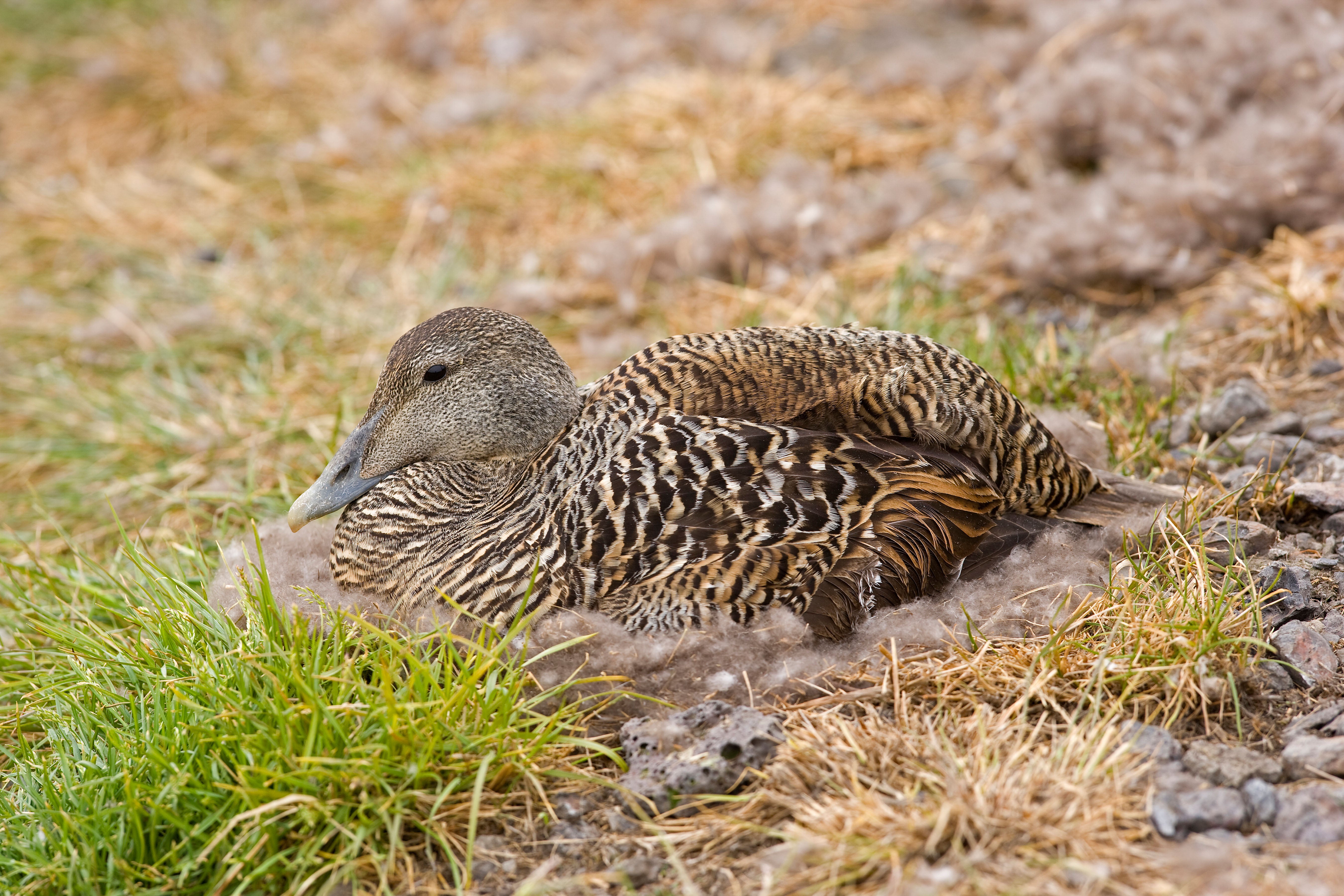 A nesting female Common Eider. WaterFrame/Alamy
