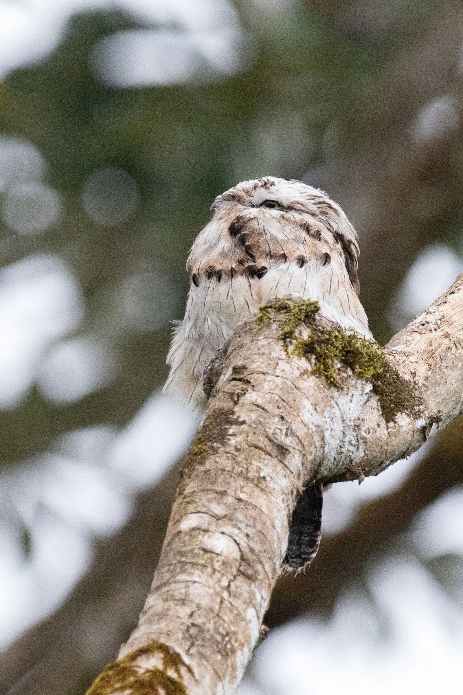 A bird sits atop a branch, its white, tan, and brown plumage providing natural camouflage next to the similarly colored bark. At the top of the frame, the black oval of its eye stands out amid the white fluff of its face.