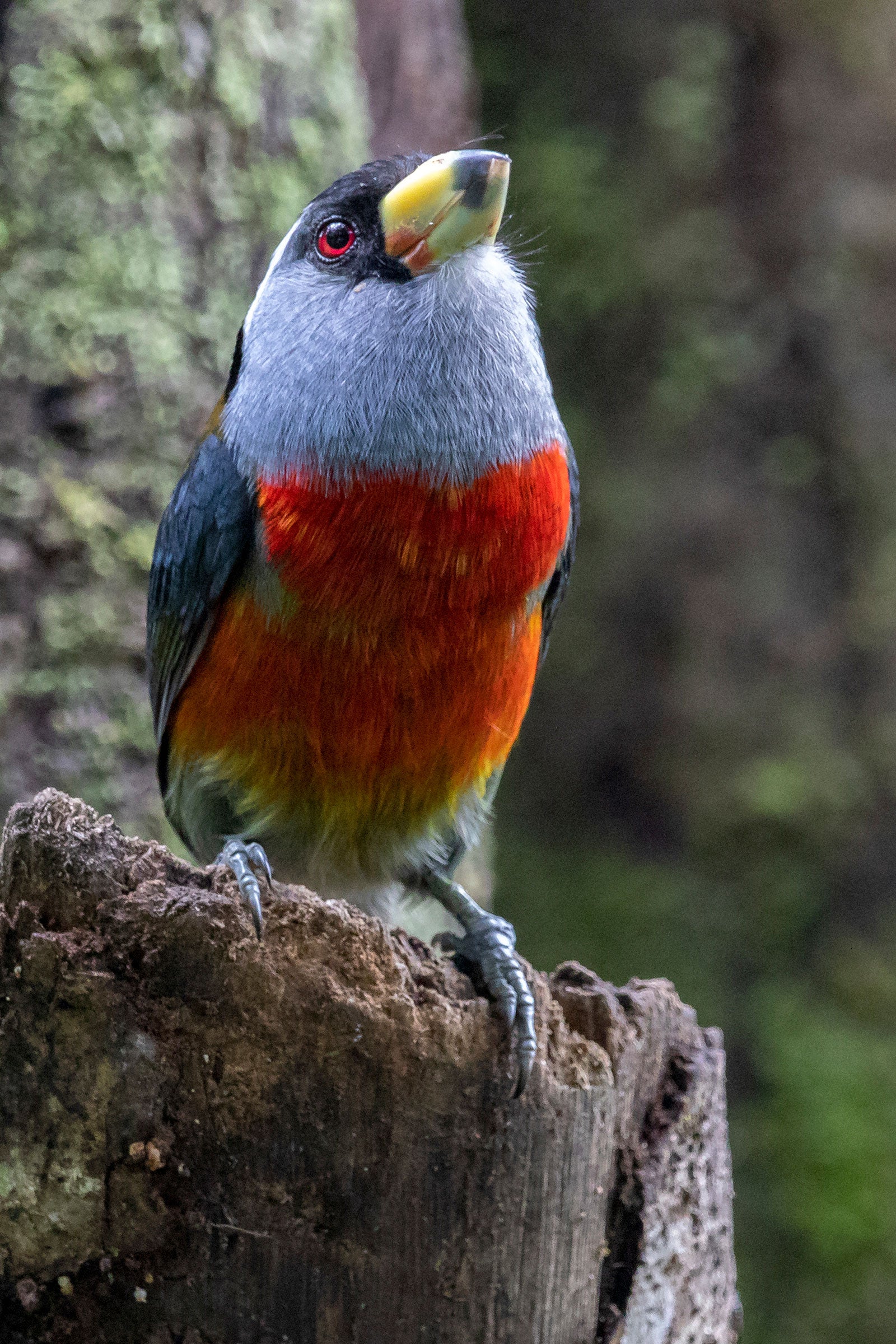 A bird with a yellow bill, red eye, silver-blue neck, and red chest perches on a limb.