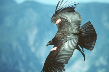 California condor in flight