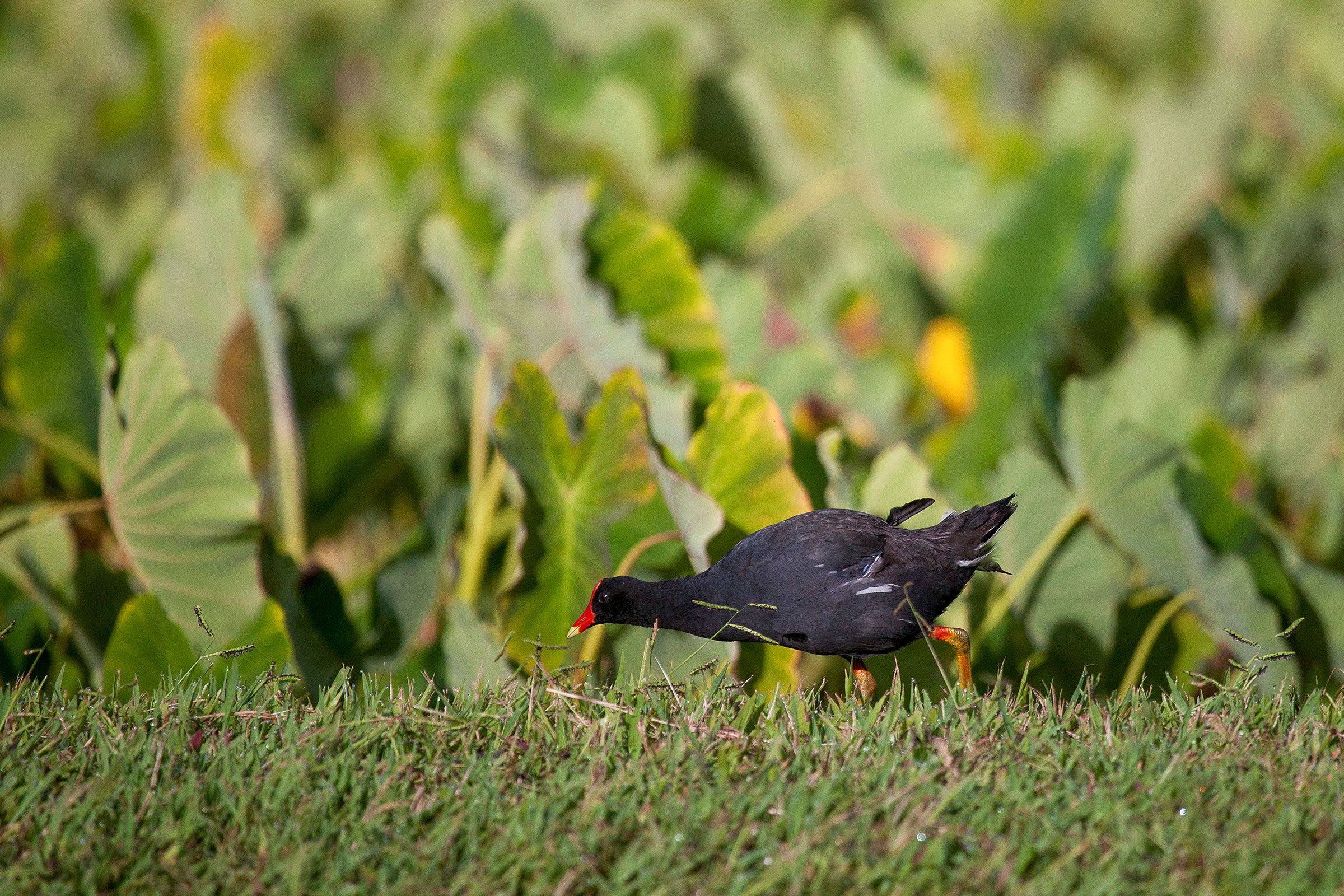 A Hawaiian Common Gallinule—a large black bird with a bright red bill—walks in a grassy field, with broad-leafed vegetation in the background.