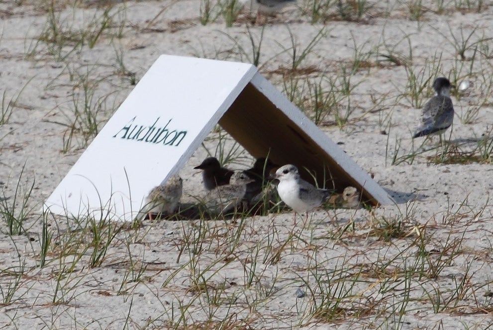 Several young Least Terns with fuzzy, downy feathers huddle under the shade of a chick shelter, a small wooden structure shaped like a tent to protect young birds from the hot sun on a Mississippi beach. Several young Least Terns with fuzzy, downy feathers huddle under the shade of a chick shelter, a small wooden structure shaped like a tent to protect young birds from the hot sun on a Mississippi beach.