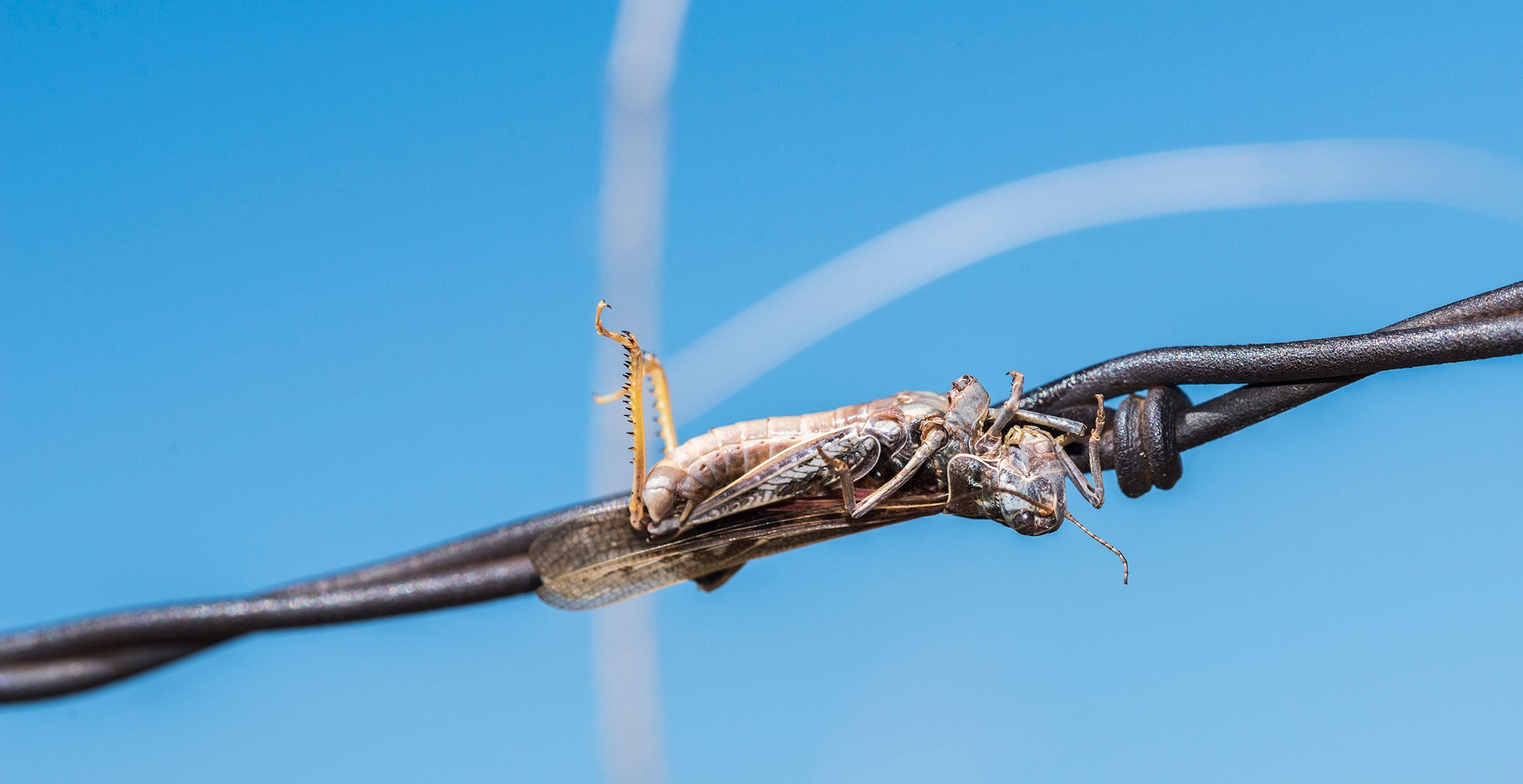 Coral-winged grasshopper. Rachel Hopper
