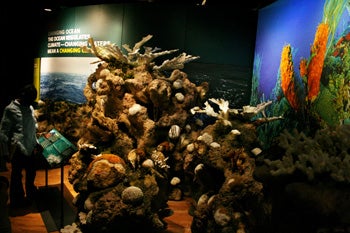 coral bleaching