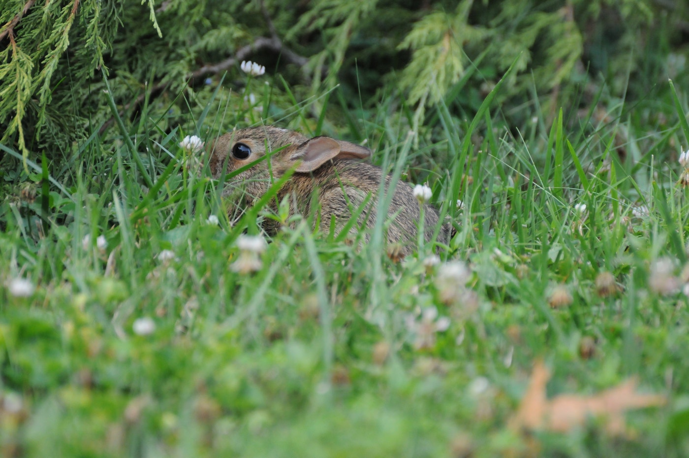 Gcottontail Rabbit Kit Eastern Cottontail Rabbit | Audubon