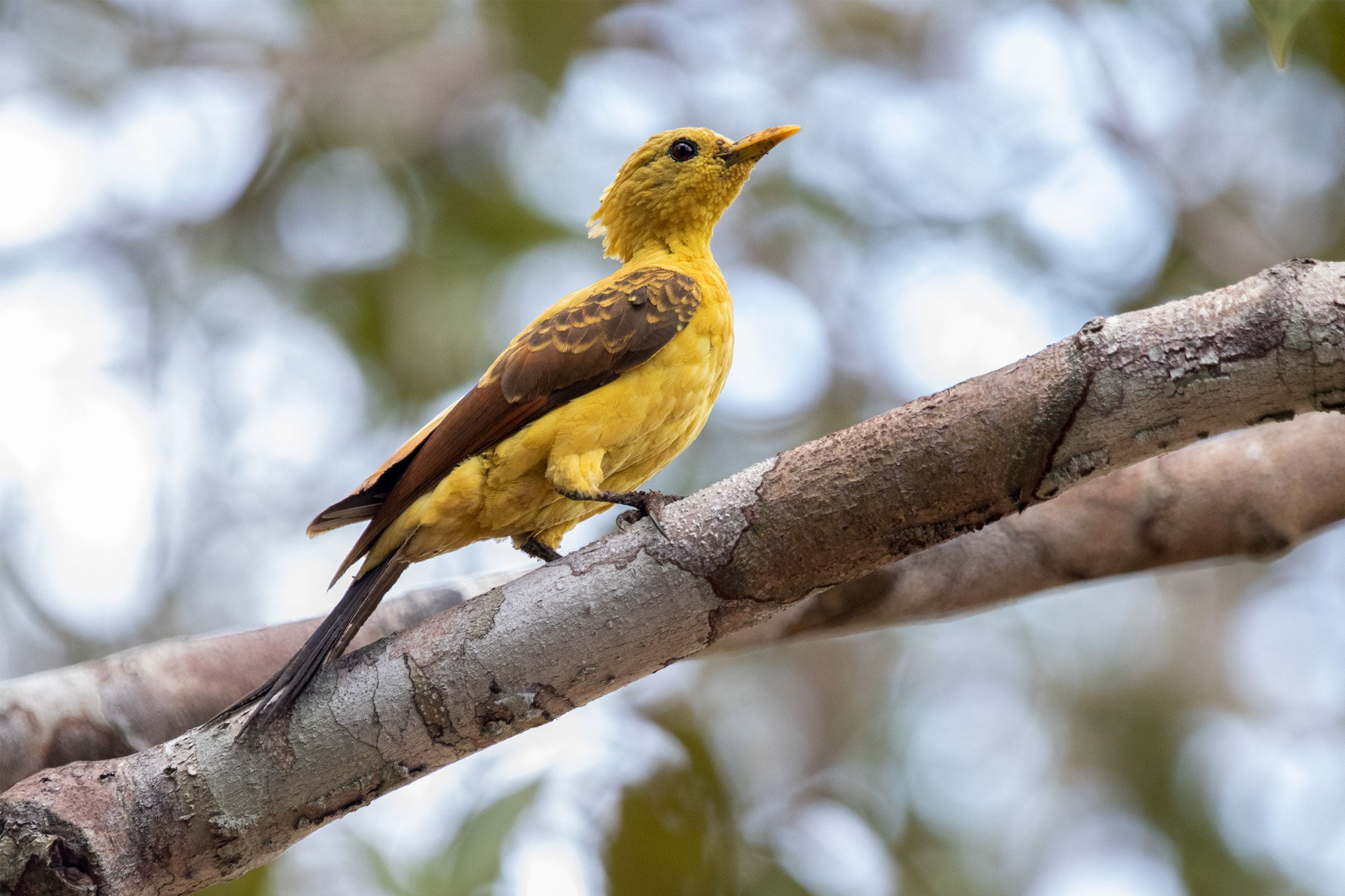 A yellow woodpecker faces to the right, its head feathers extending behind it and its long, dark tail feathers resting on the branch it's perched on.