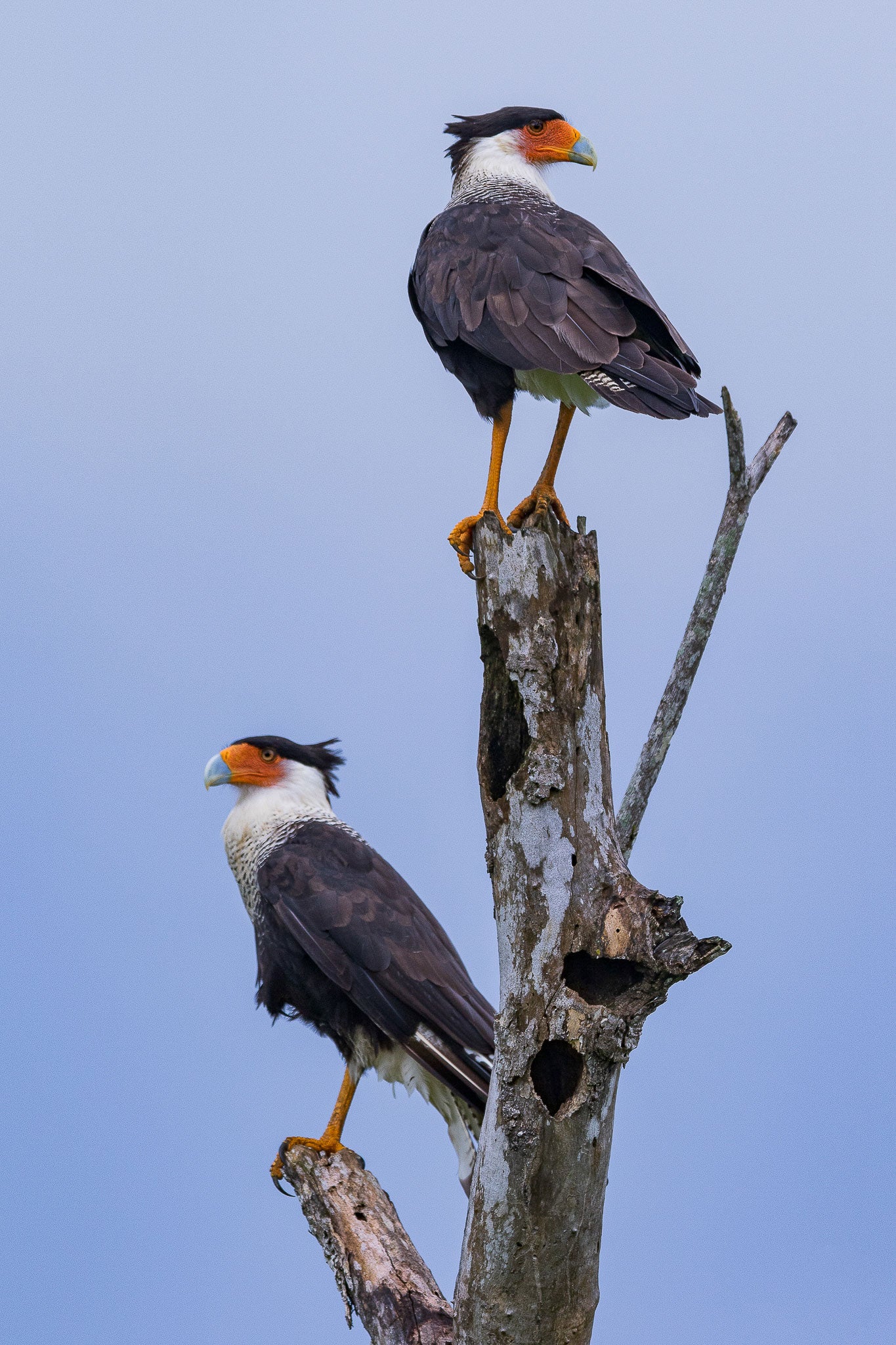 Two birds perch on a snag, facing opposite directions. Each have bright orange feet, and orange bills with blue-gray tips. Their black head feathers appear to flow behind them, as though blown by the wind.