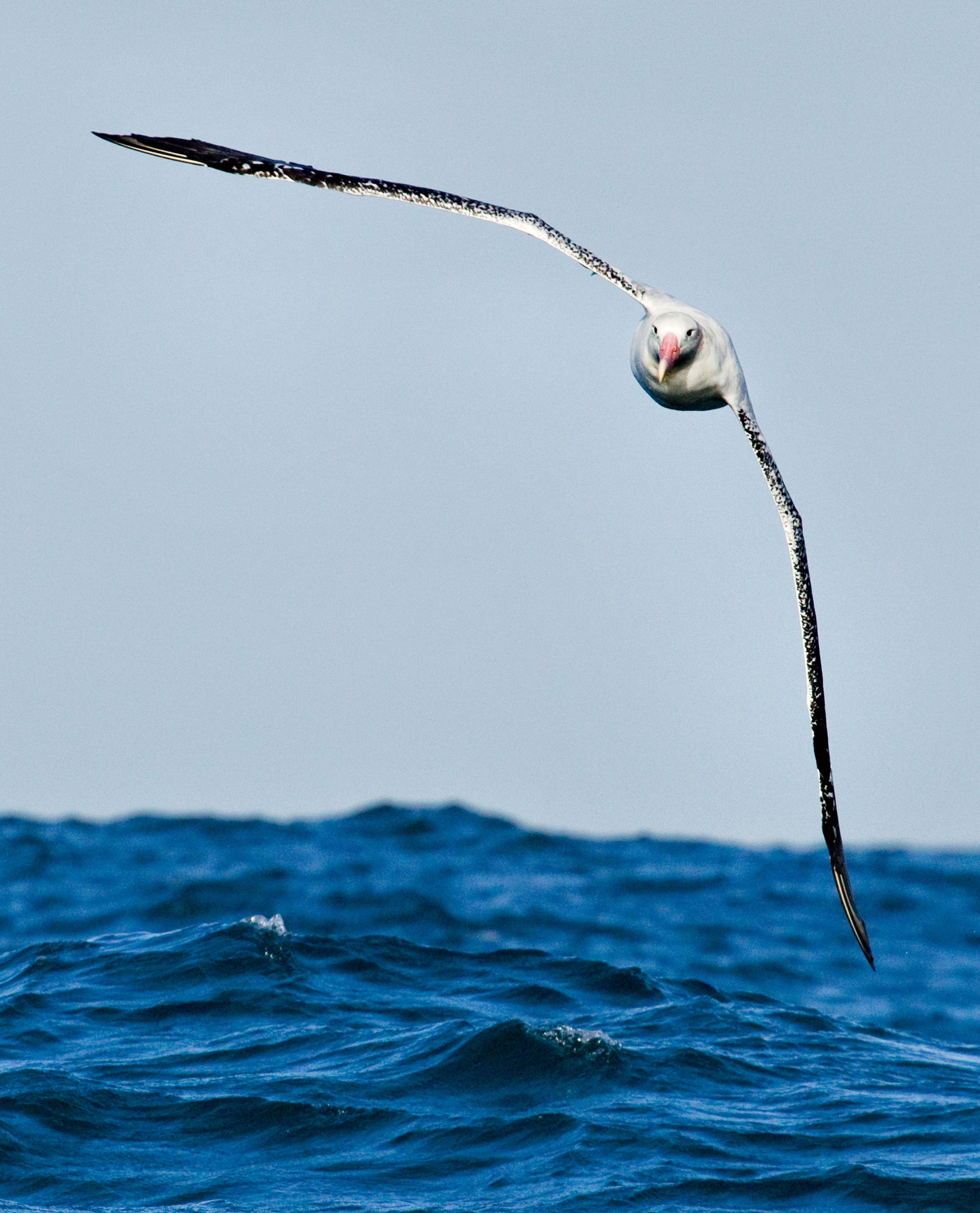 Thousands of albatrosses, like this Wandering Albatross, are killed each year by longline fishing. Sebastian Kennerknecht