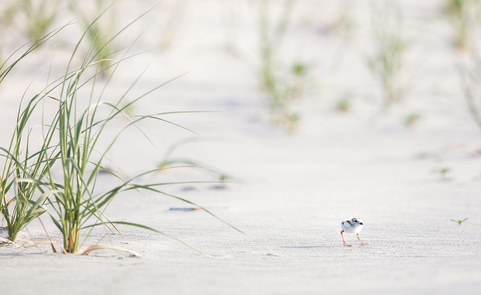 Piping Plover chicks are often referred to as "cotton balls with toothpicks for legs" for good reason! Jim Verhagen