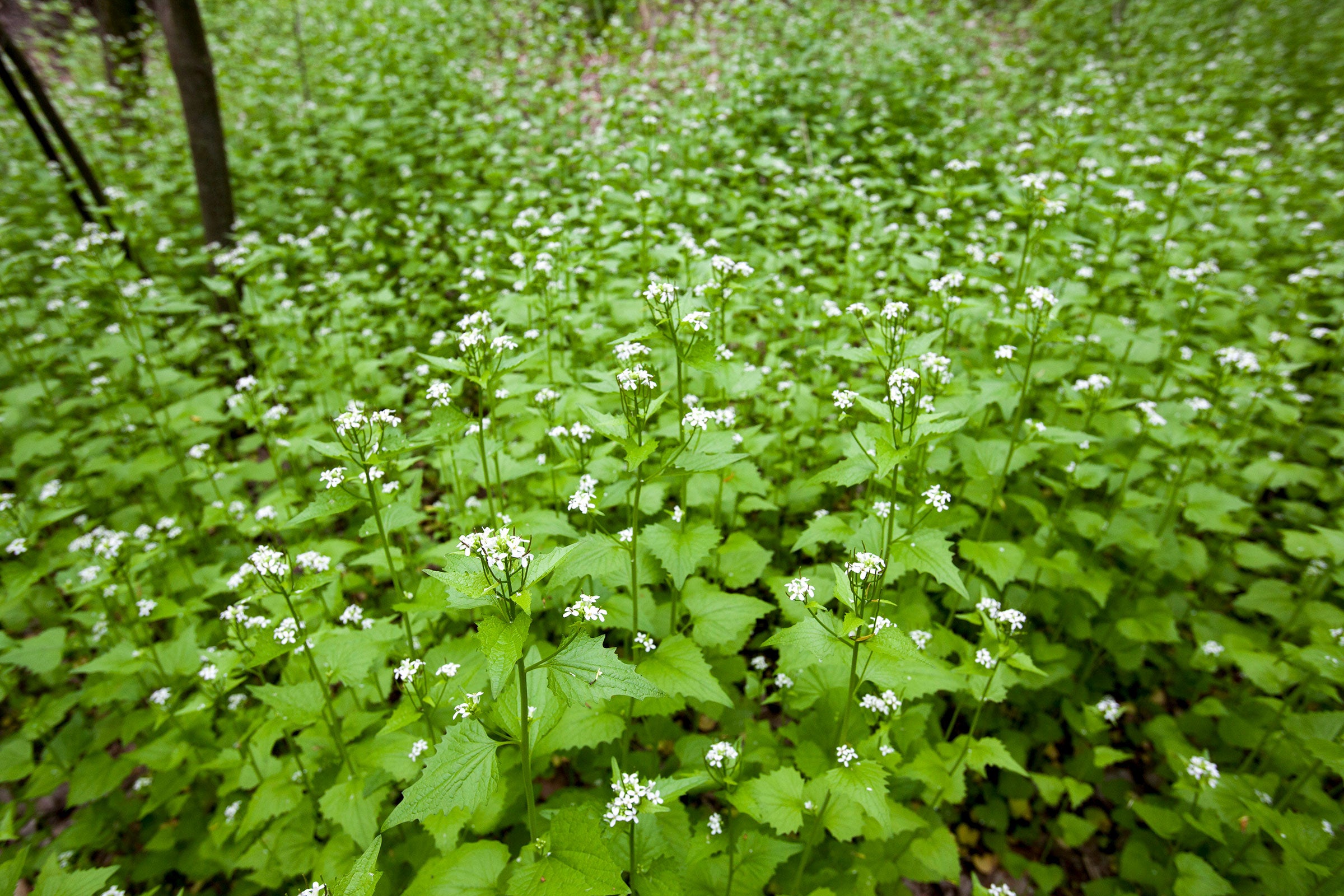 Garlic mustard, an invasive species native to Europe and Asia. In North America it can crowd out native plants in woodland habitats. Jim West/Alamy
