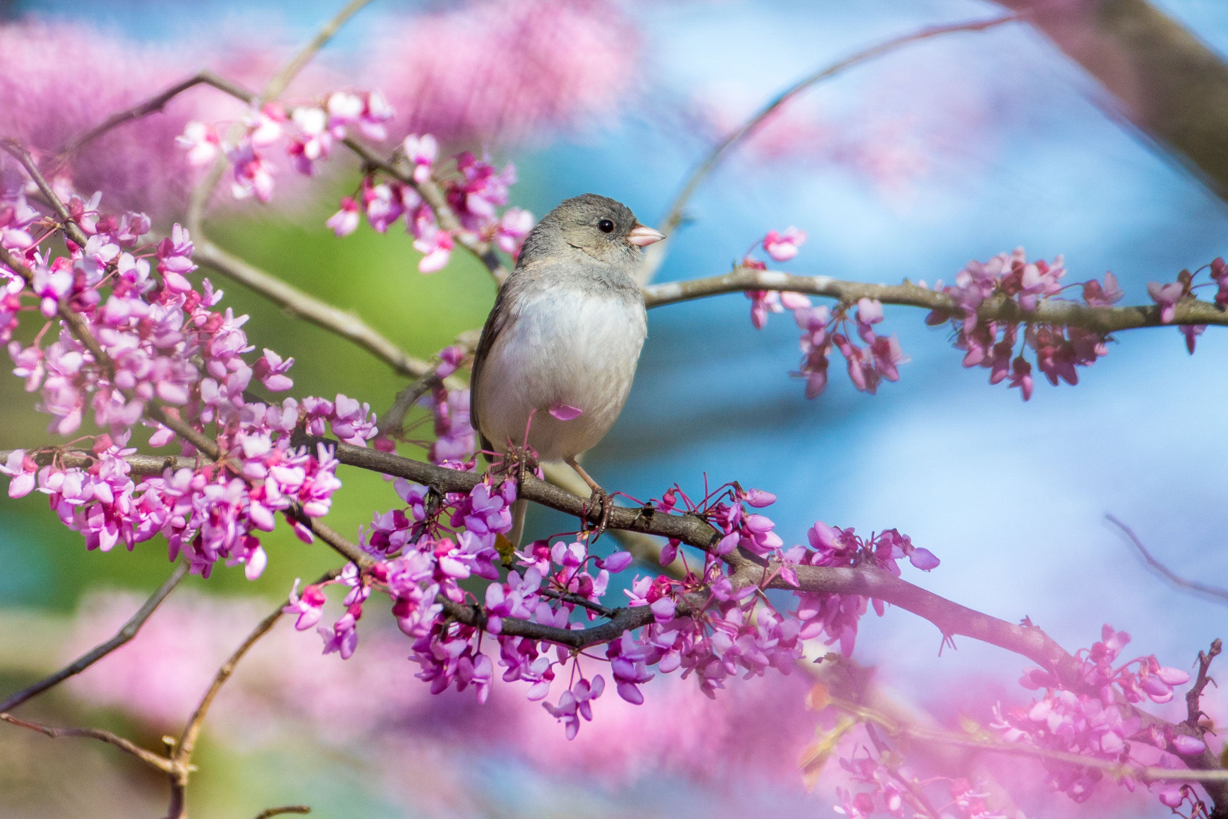Dark-eyed Junco and Eastern redbud. Noppadol Paothong