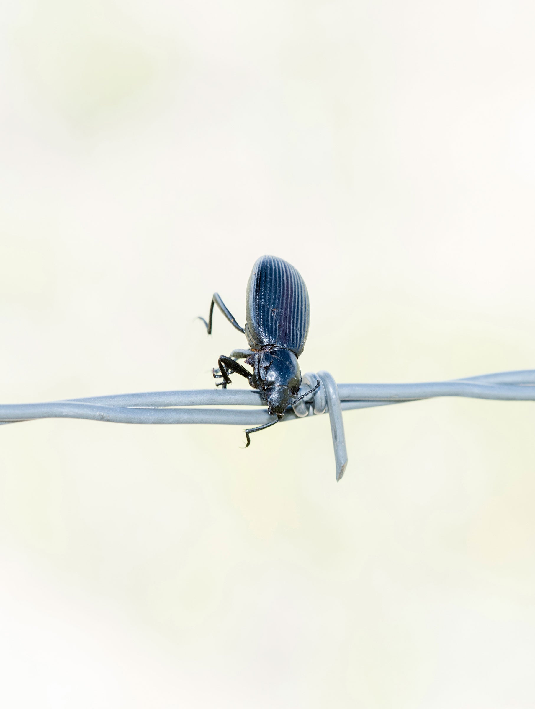 Darkling beetle. Rachel Hopper
