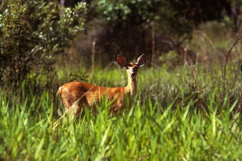 white-tailed deer