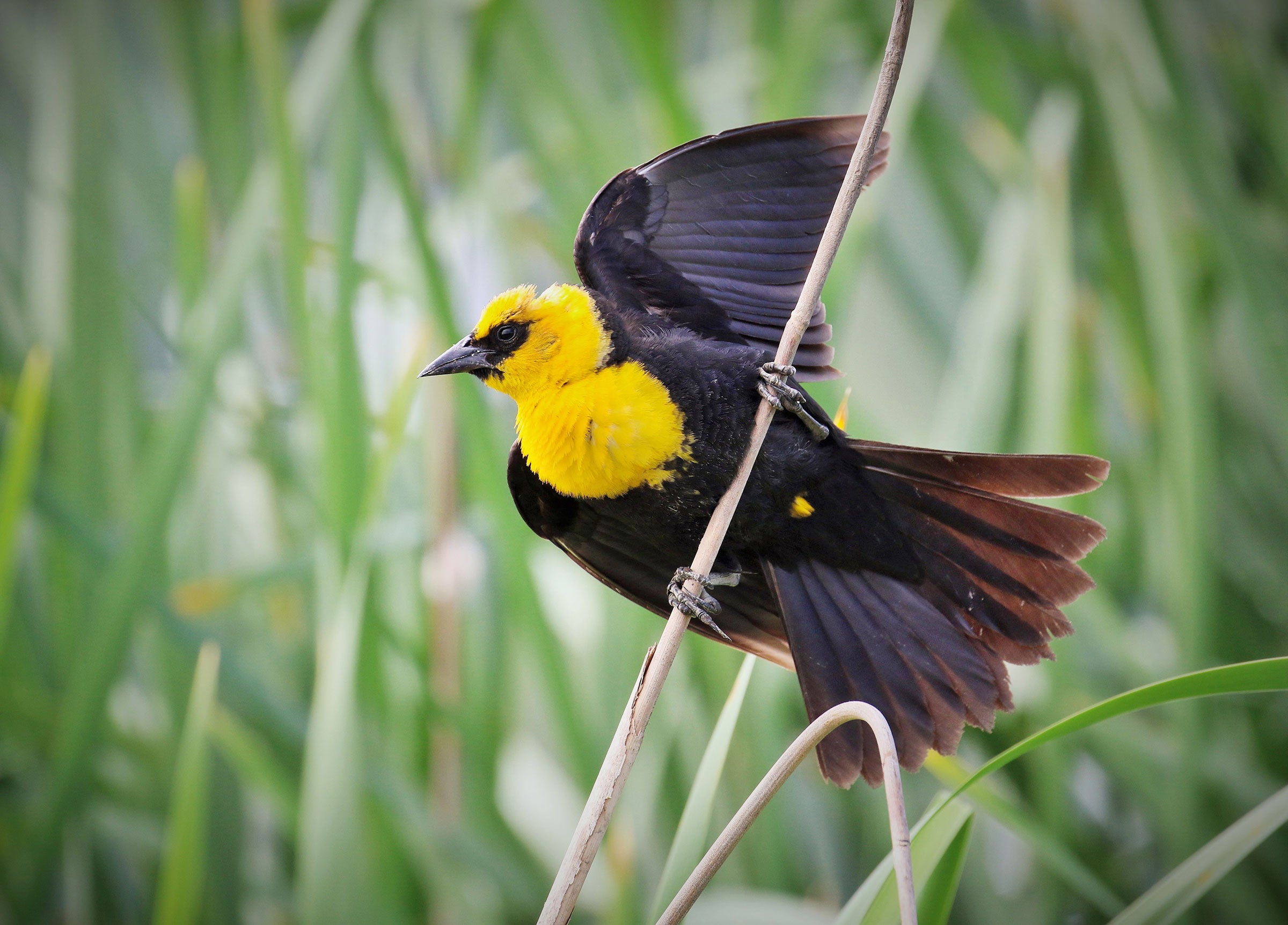 Hear the raucous calls of territorial Yellow-headed Blackbirds at Minnesota's Festival of Birds. Charles Wheeler/Audubon Photography Awards
