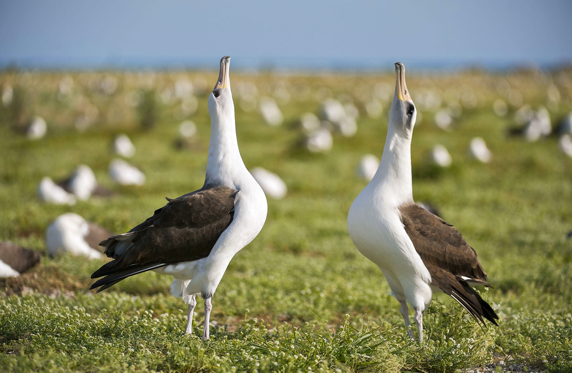 10 Outrageous Ways Birds Dance To Impress Their Mates