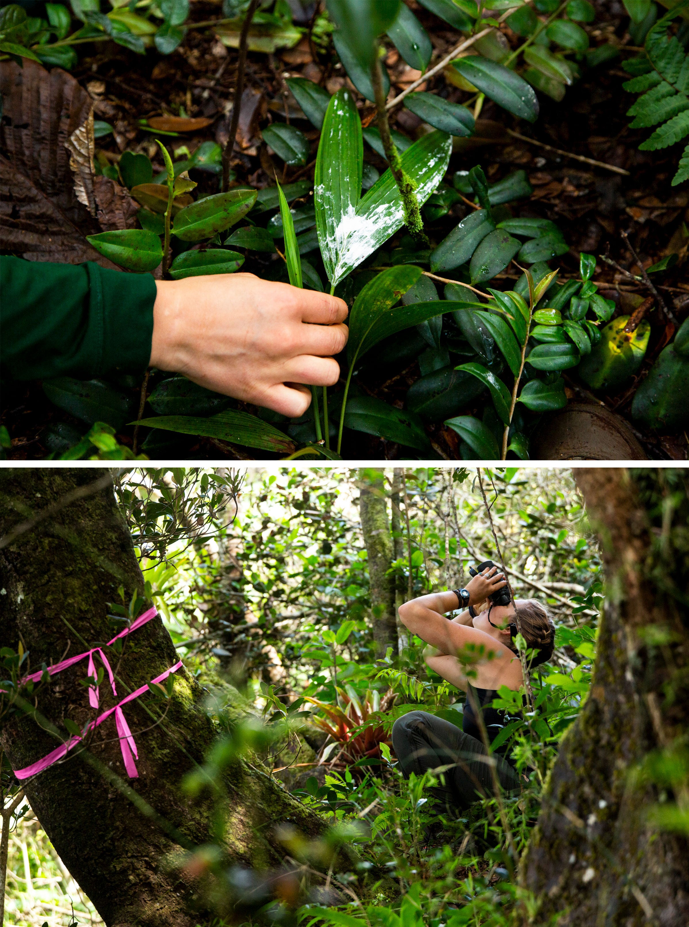 Excremento de halcón cerca de un sitio de nidificación en Toro Negro Forest (arriba). Michaela Gustafson observa el nido (abajo). Fotos: Erika P. Rodríguez