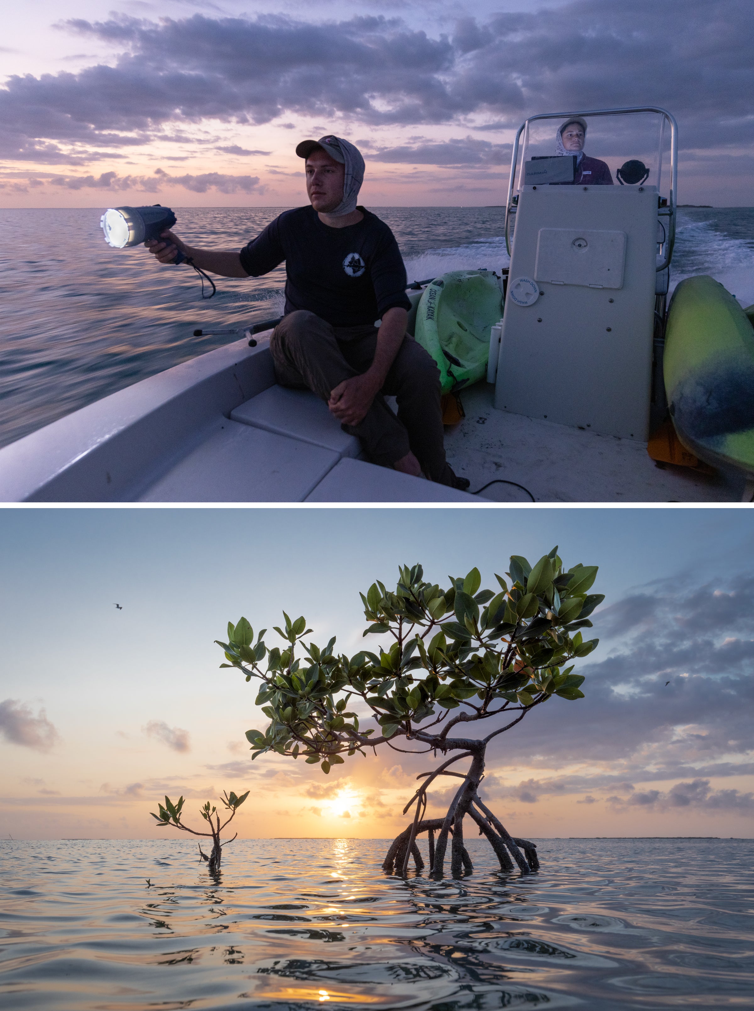 Top: A biologist sits on a boat holding a spotlight; another biologist pilots the boat. Bottom: A single mangrove tree grows above water reflecting the colorful dawn sky.