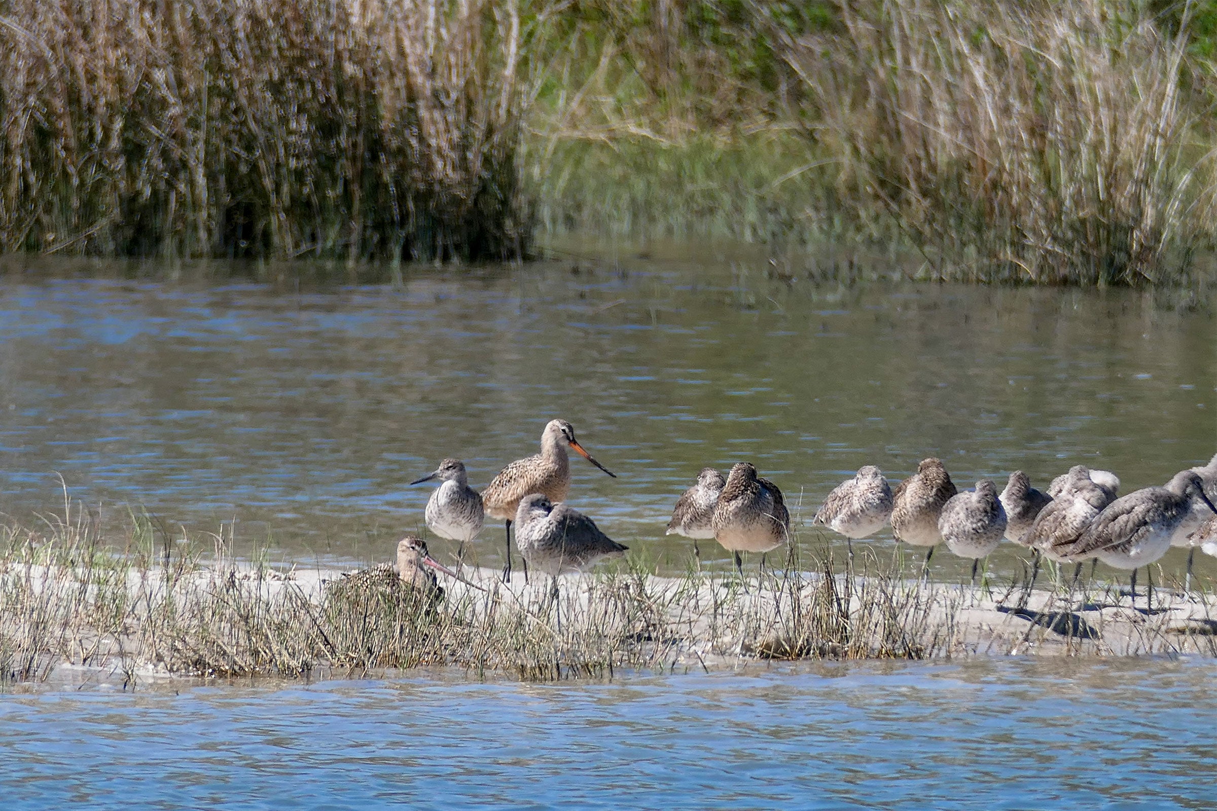 Marbled Godwits and Willets flock along a sandbar. Megan Mayhew Bergman