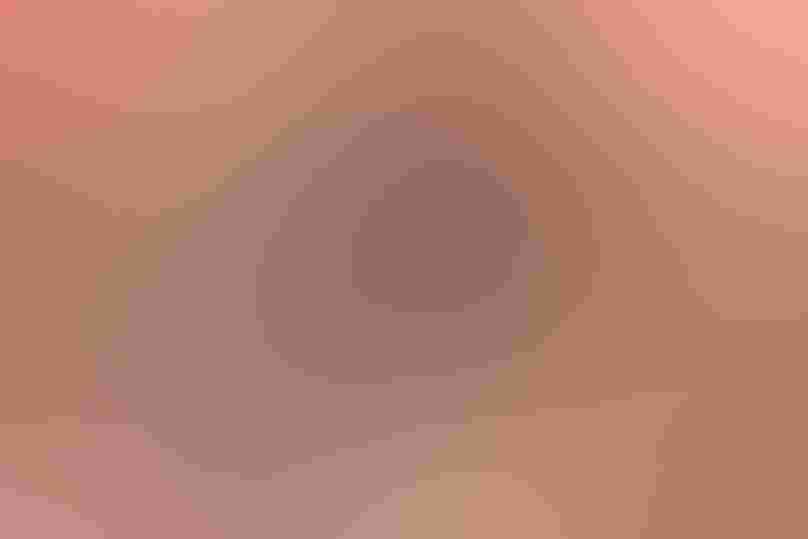 Double-barred Finch. Photo: G. Hofmann & F. Scheffer