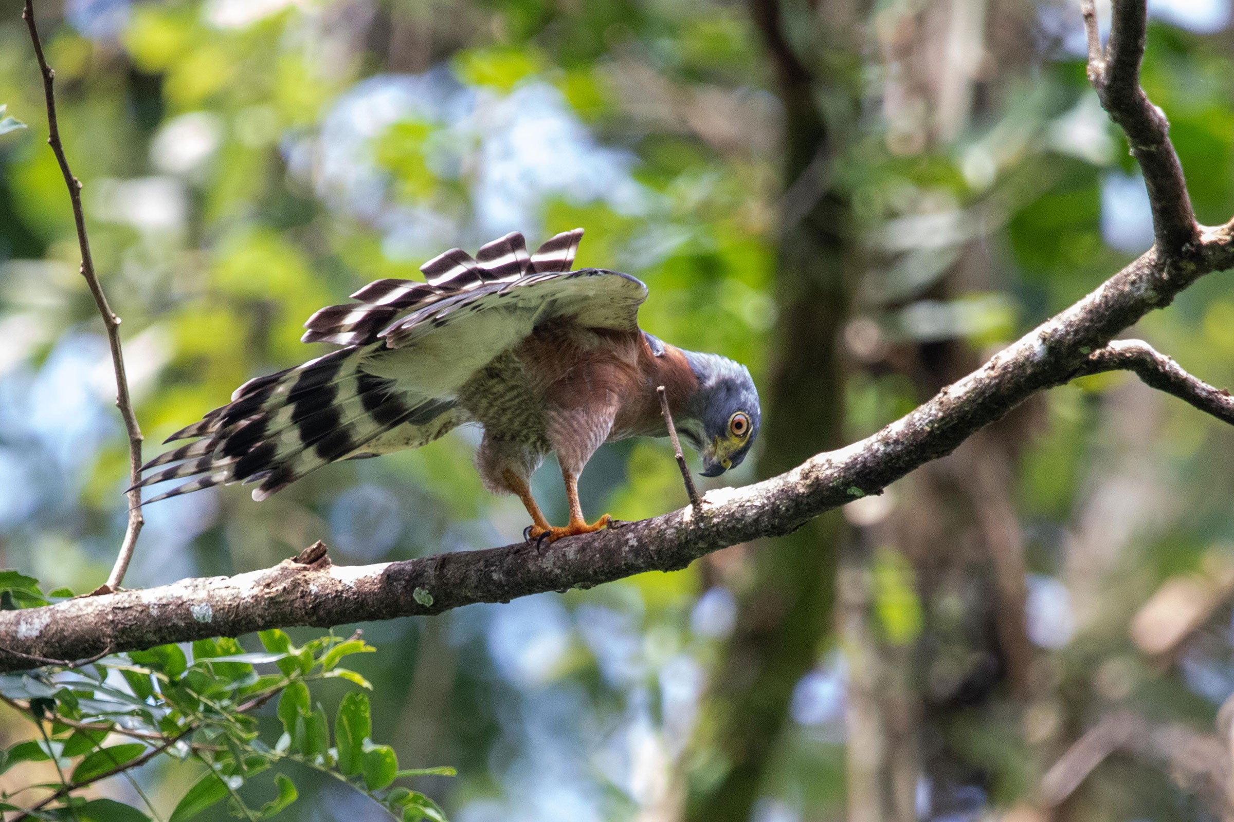 A raptor tips forward on a branch, its blue head looking down to the ground, its black-and-white tail feathers lifted, revealing its rusty body and bright orange feet.