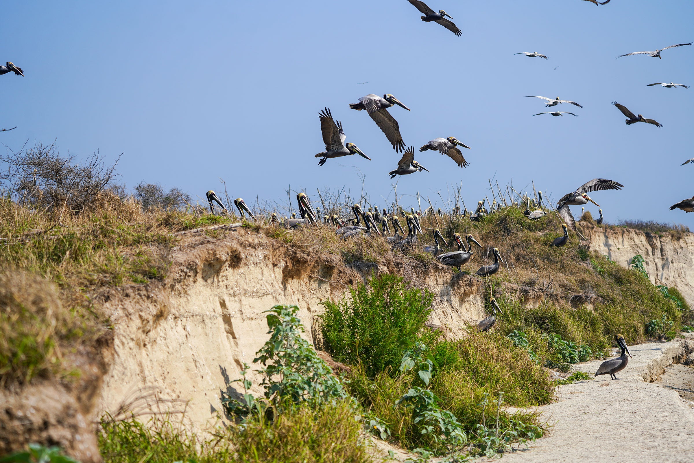 A group of Brown Pelicans gather on a sand dune that has been cut in half by erosion, with several more pelicans flying overhead.