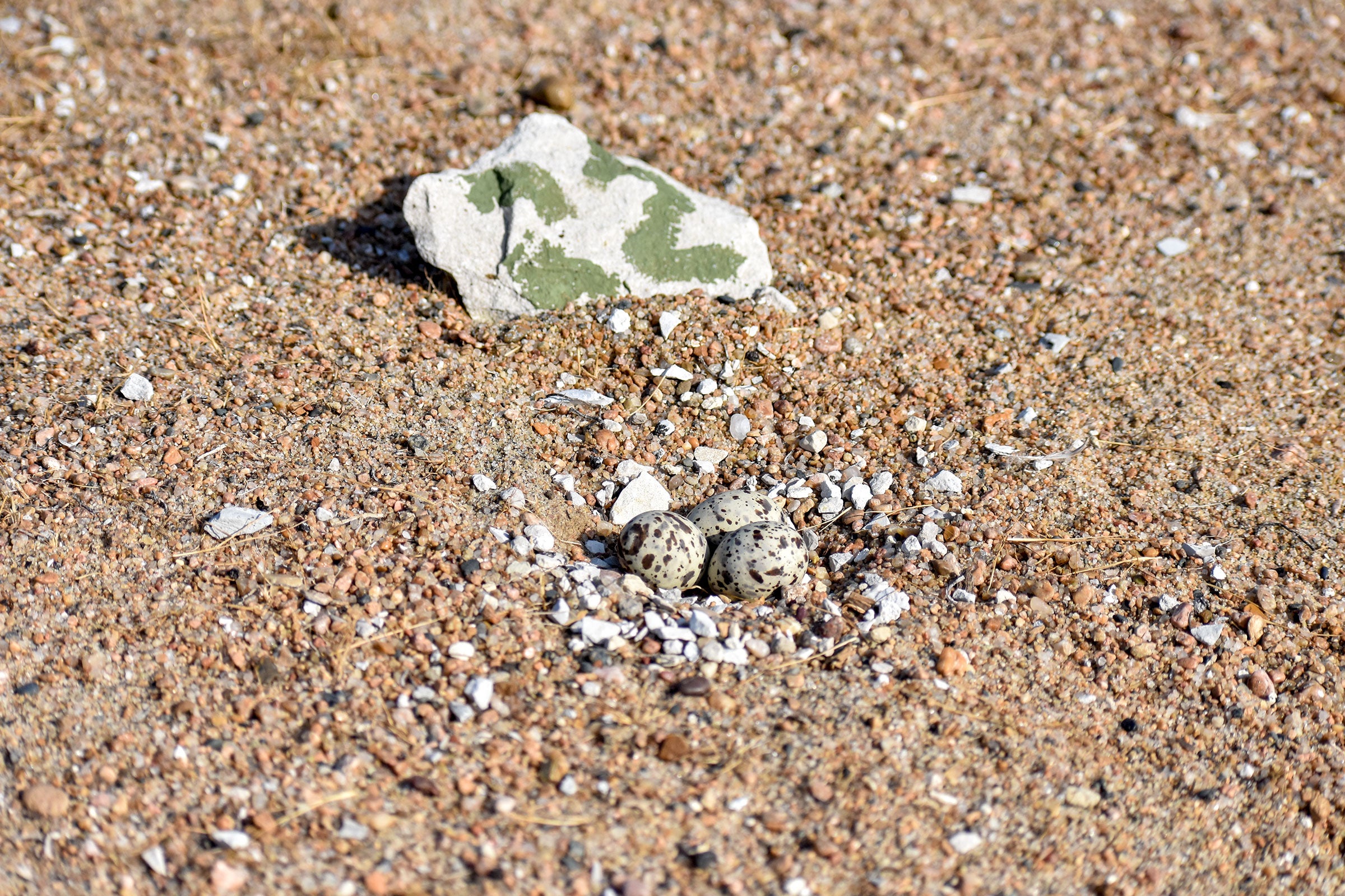 Three splotchy Interior Least Tern eggs sit directly on the sand on the nesting barge near St. Louis. The eggs are well camouflaged amid the shells and sand; the species doesn't build a nest. Tara Hohman