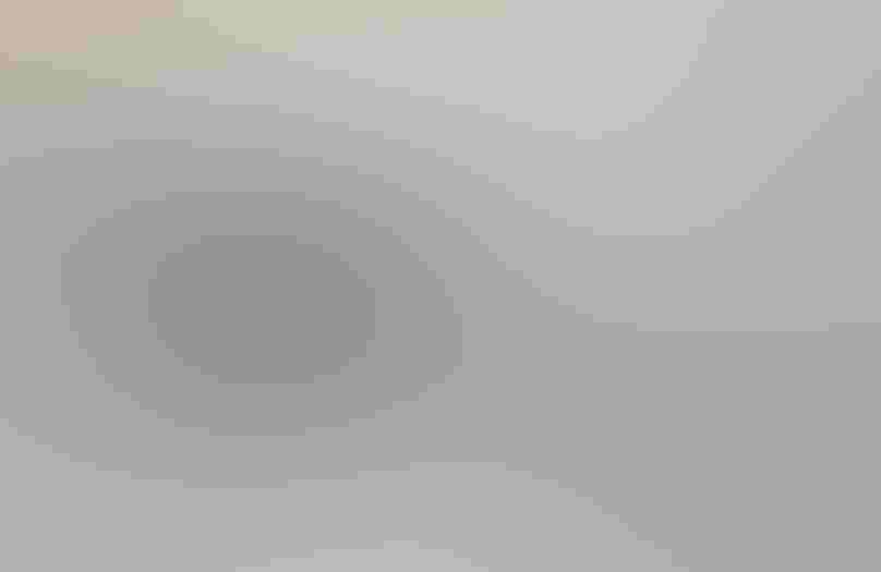 An American Crow shows interest in a decidedly uninterested potential mate. Photo: Kaeli Swift