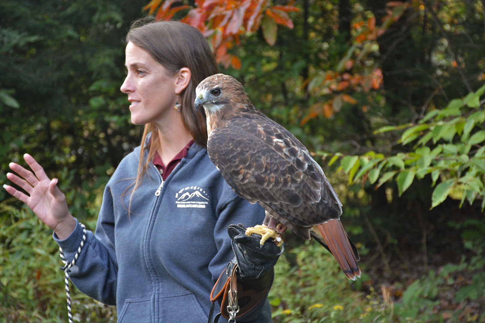 Most Female Raptors Are Bigger and Stronger Than Males, but Why? | Audubon